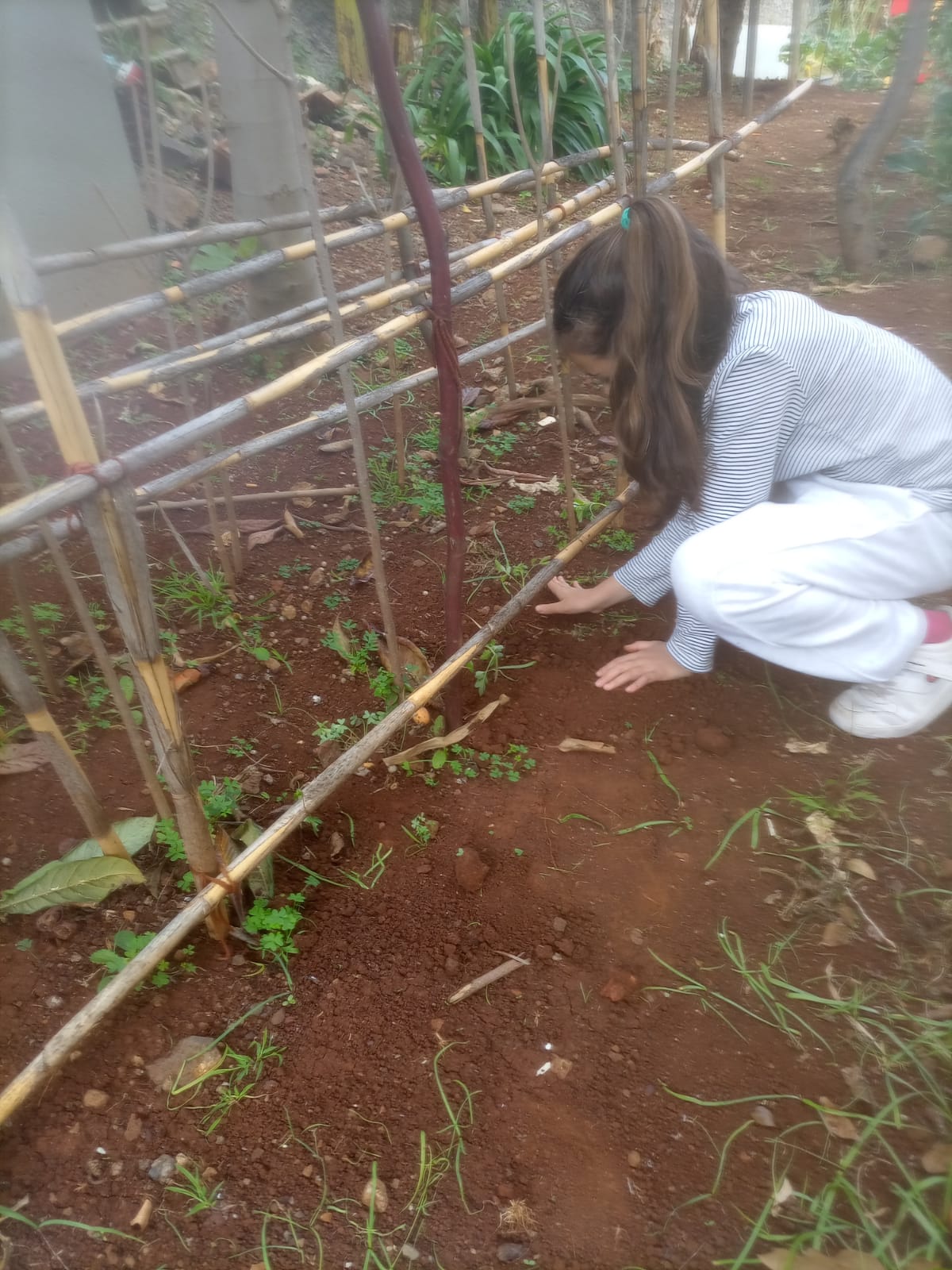 inicio da limpeza da horta (local de plantação)