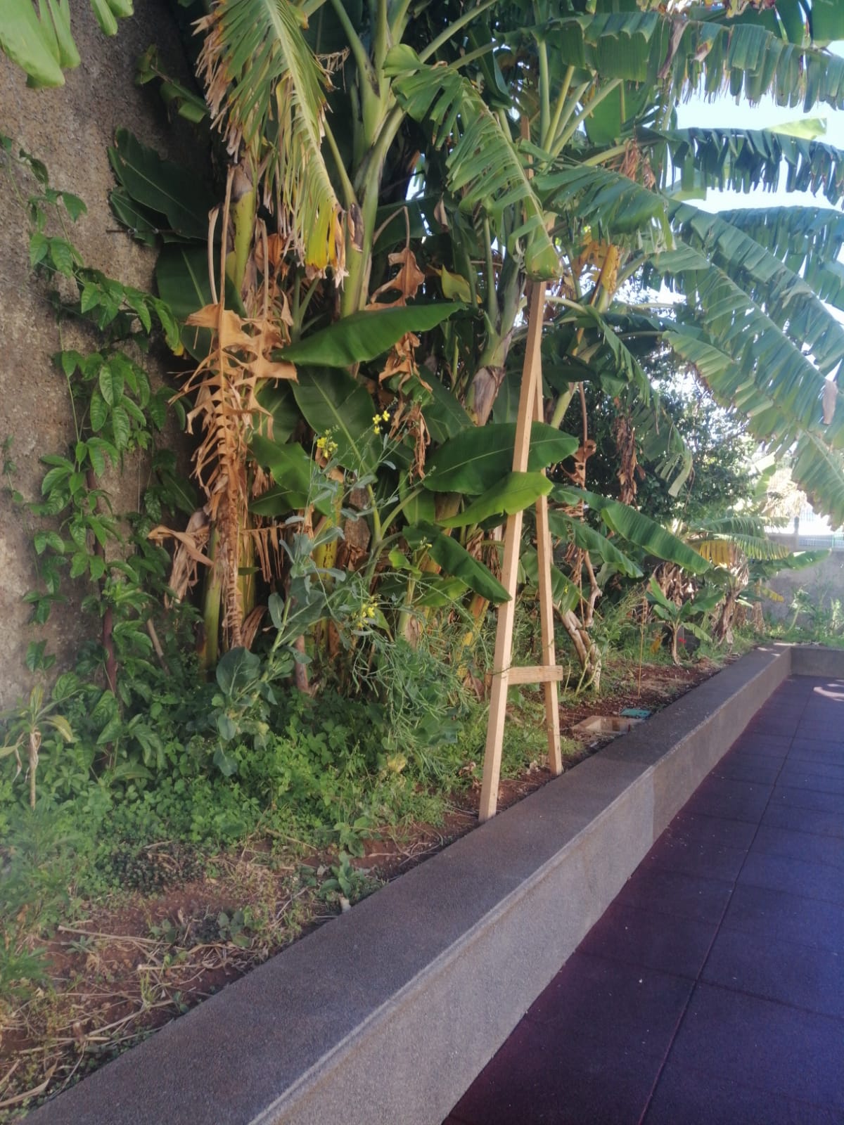 Plantação existente de bananeiras . estacas colocadas