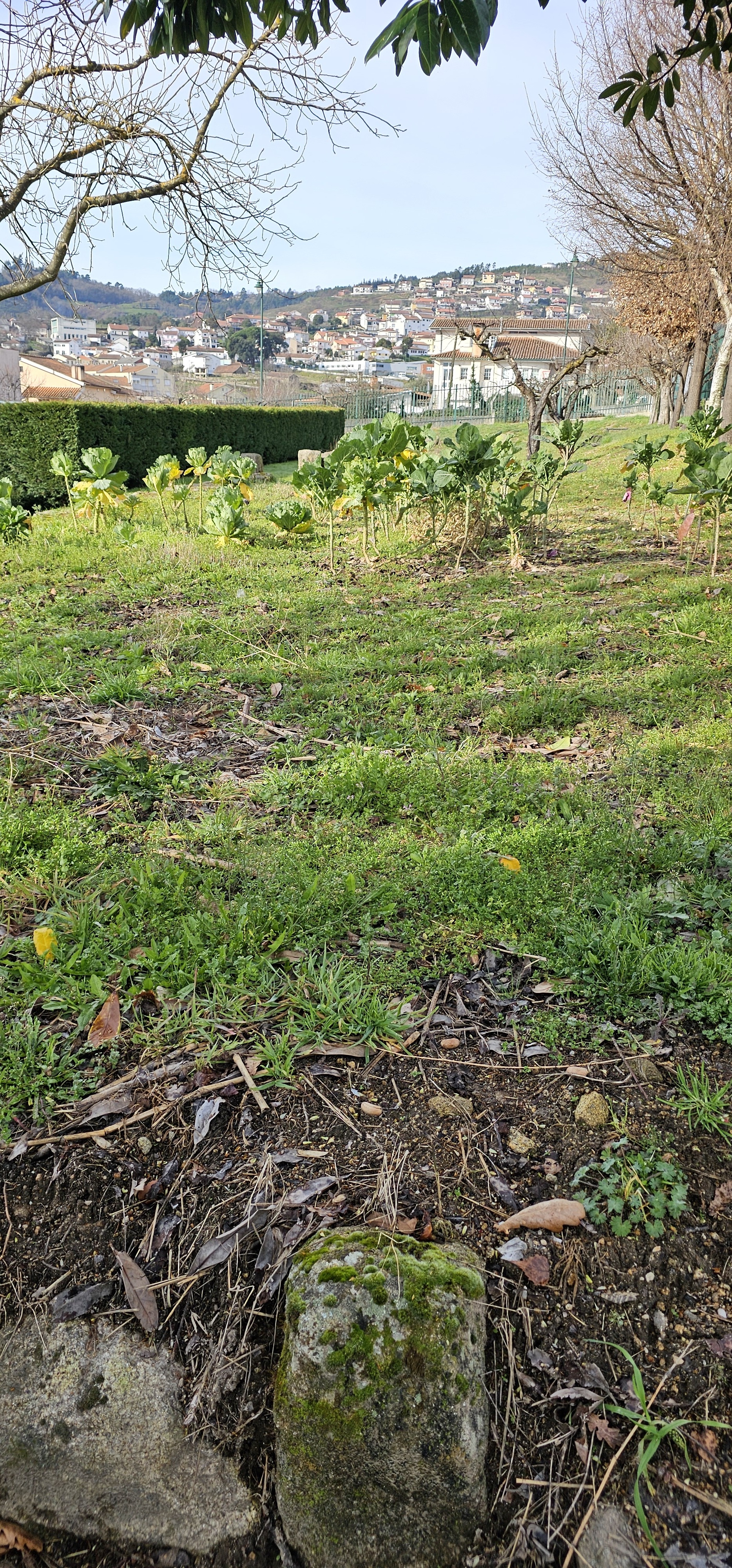 Local de implementação da horta (3)