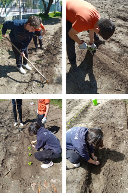 Plantação de alfaces e tomates.