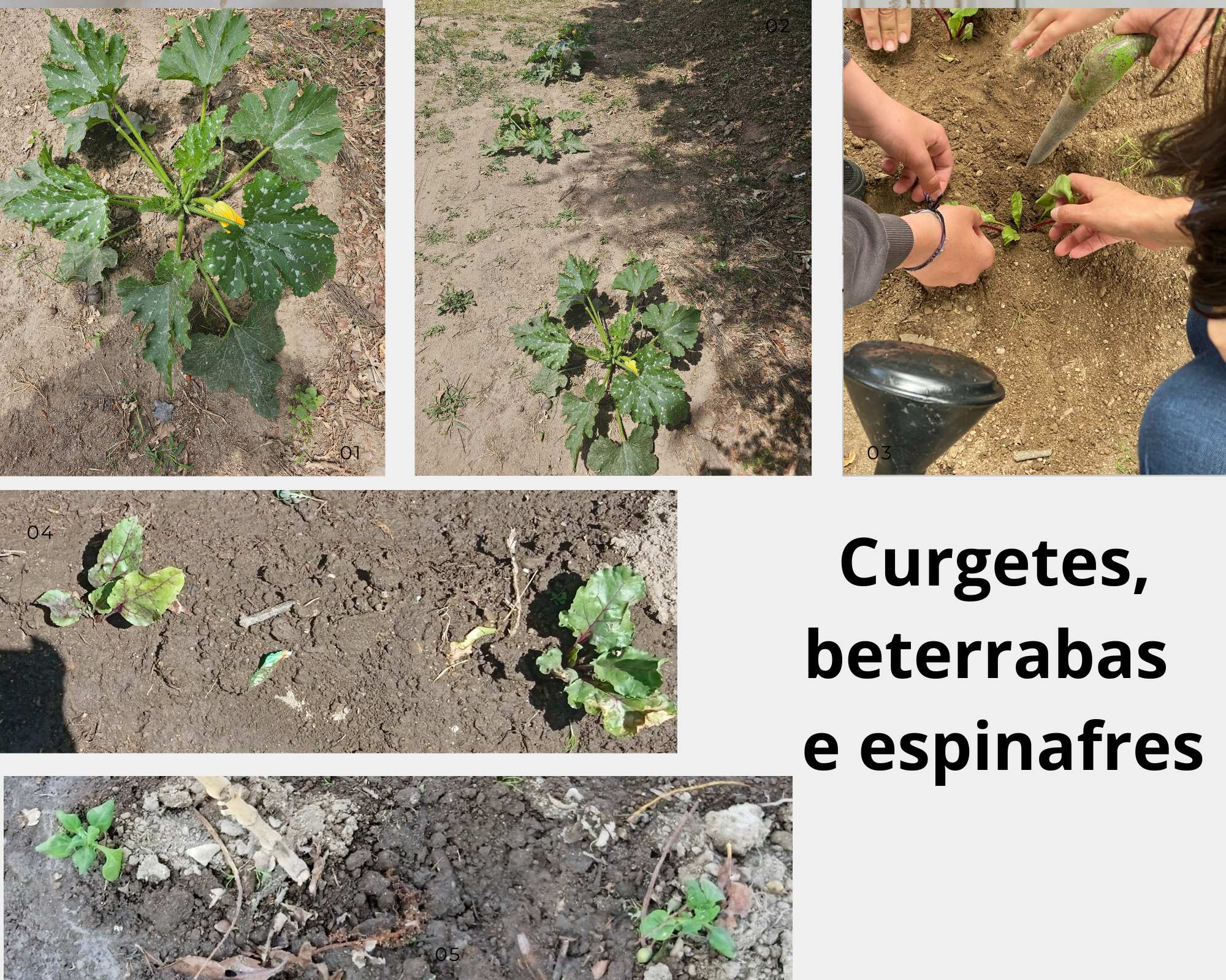 Desenvolvimento atual das curgetes; plantação das beterrabas; desenvolvimento atual das beterrabas e dos espinafres.