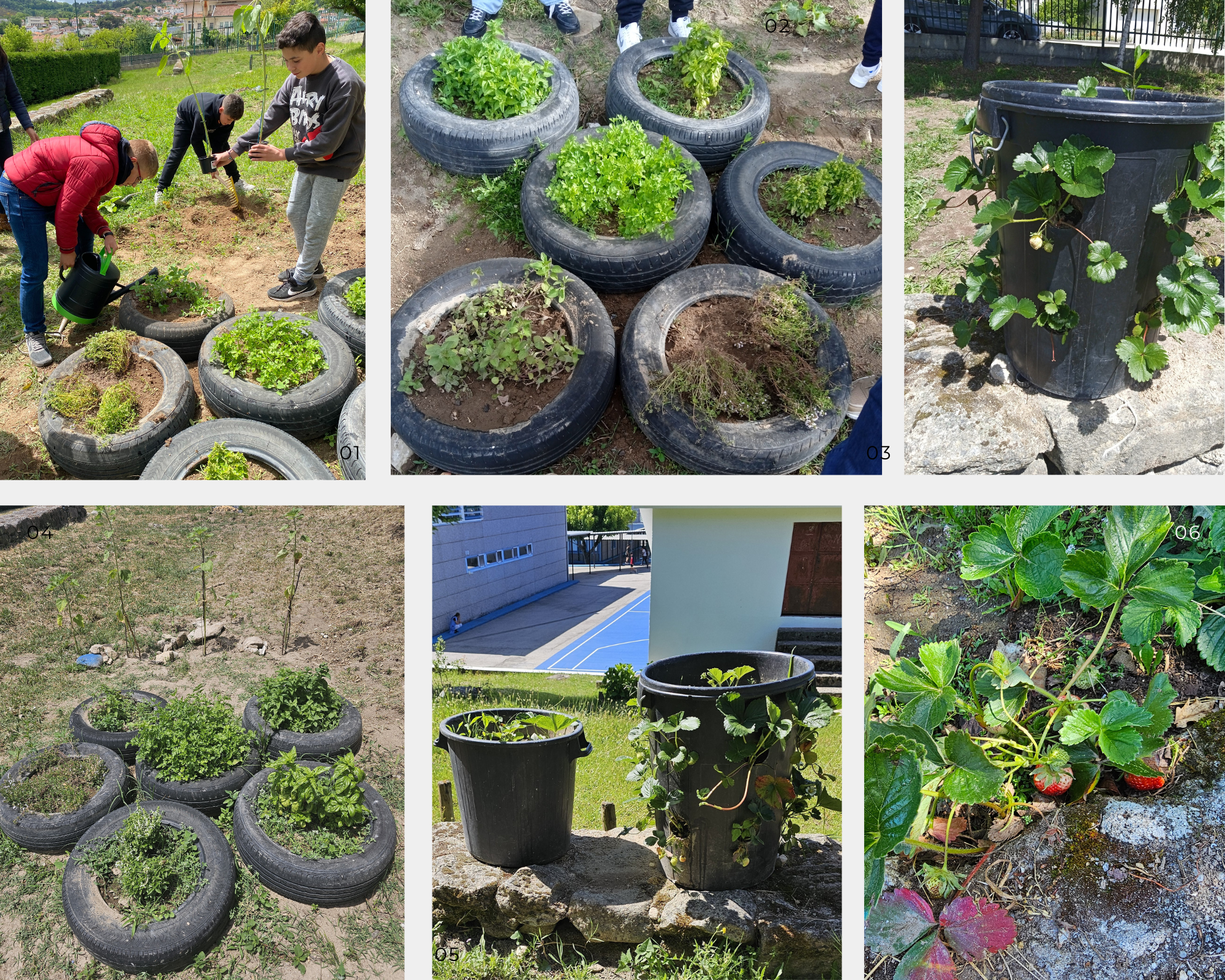 Cantinho das aromáticas (salsa, orégãos, tomilho, hortelã-pimenta, majericão de folha larga e majericão de folha estreita); plantação de girassóis (próximos das ervas aromáticas); plantação de morangos e etapas do seu desenvolvimento.