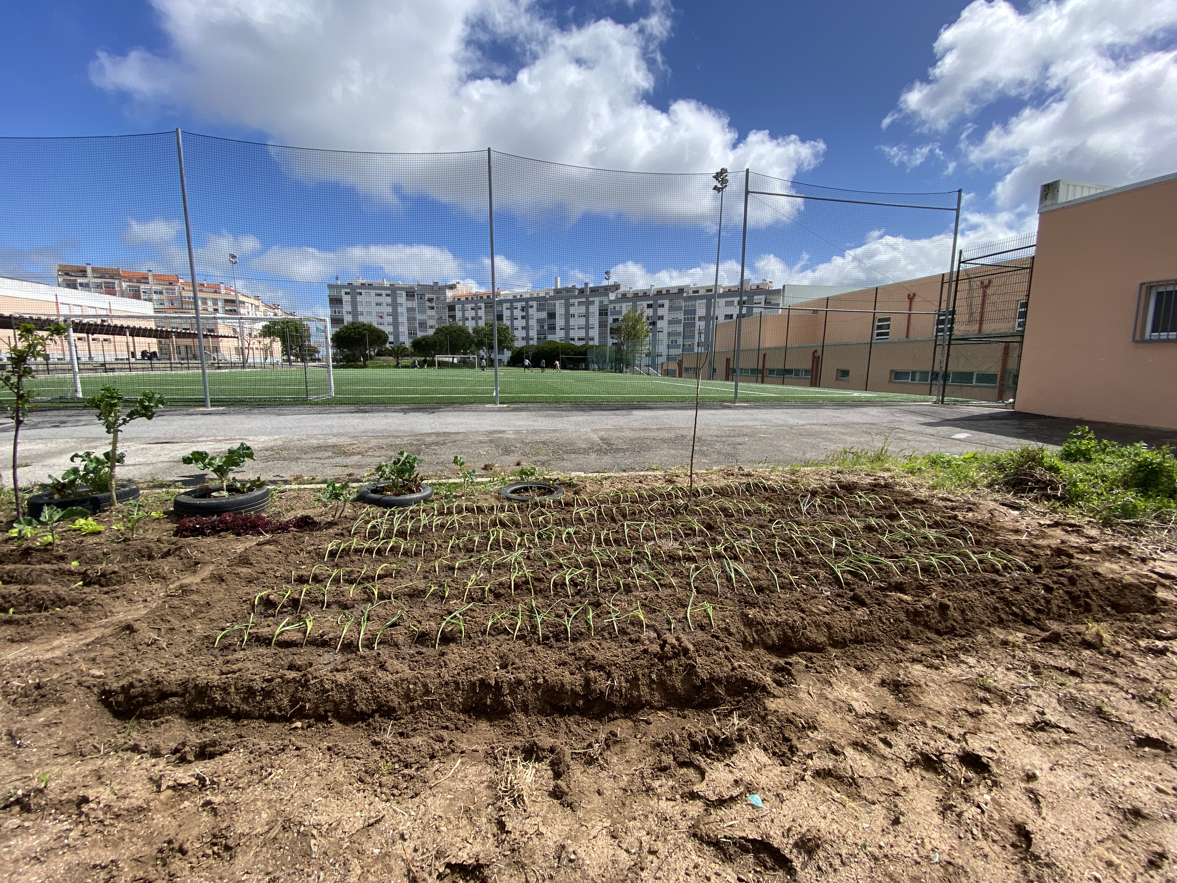 Plantação de cebolas alfaces e tomateiros em março