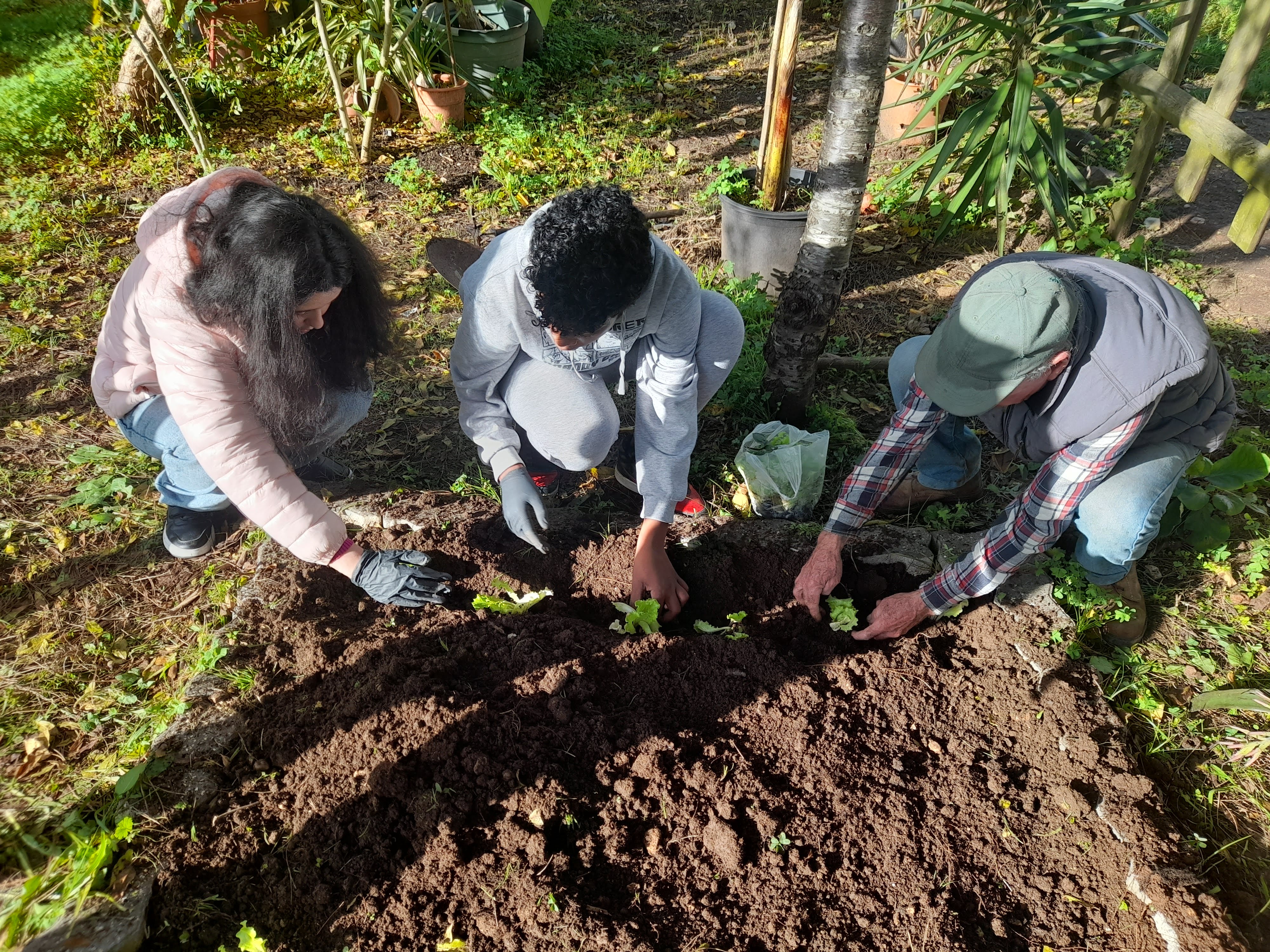 Plantação e transplantação (dos canteiros verticais para o terreno) das alfaces