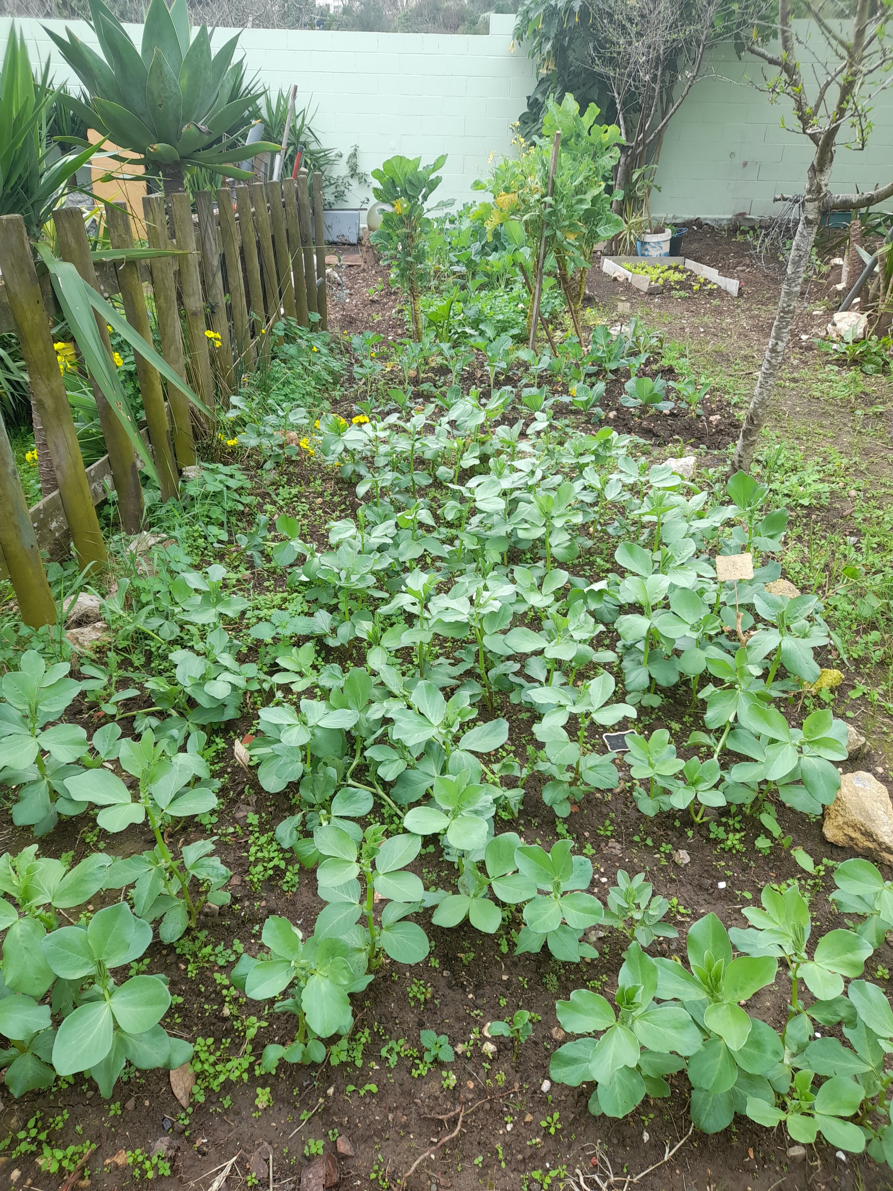 Desenvolvimento das favas