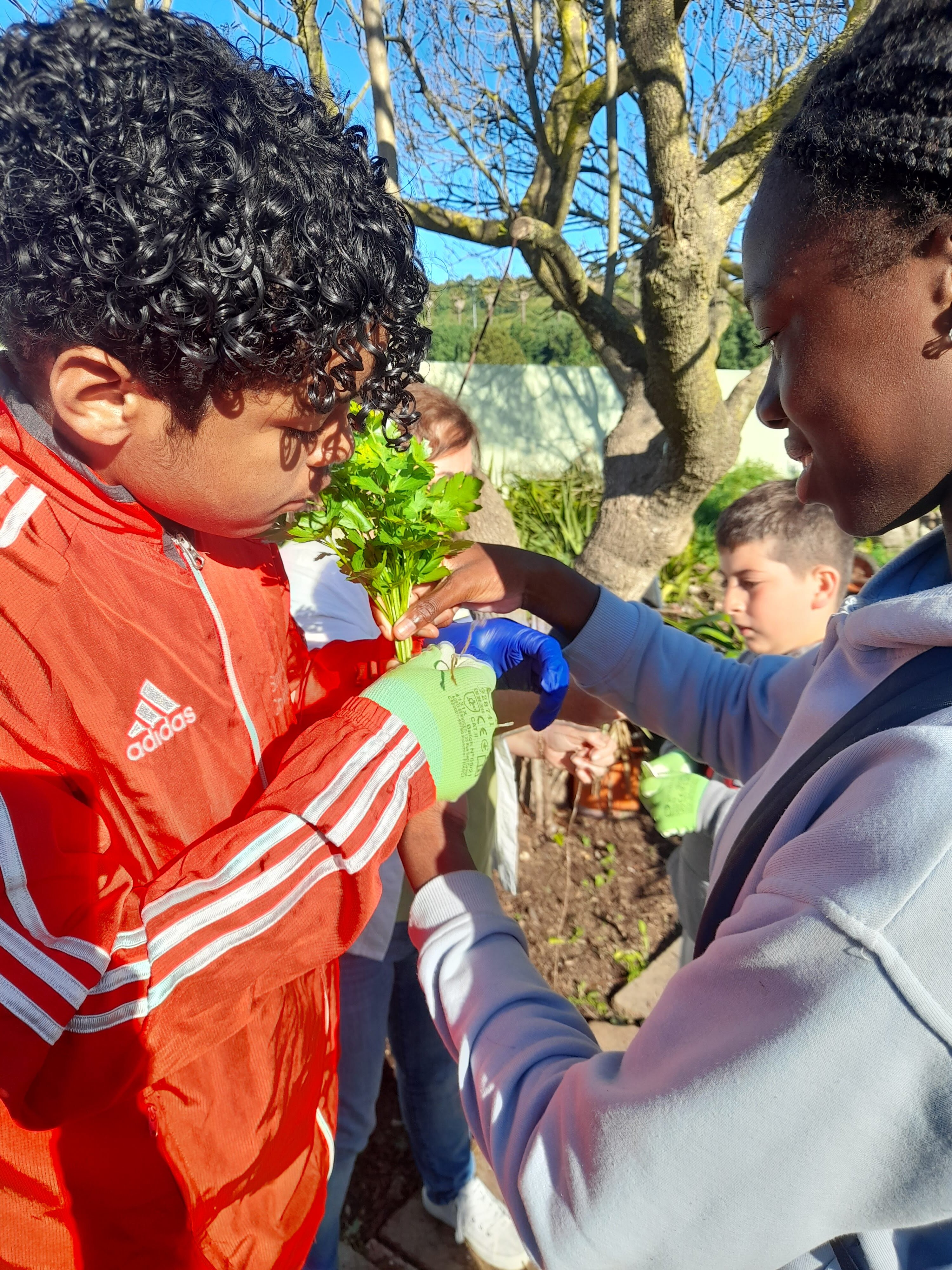 Colheita de produtos hortícolas para oferta à comunidade educativa