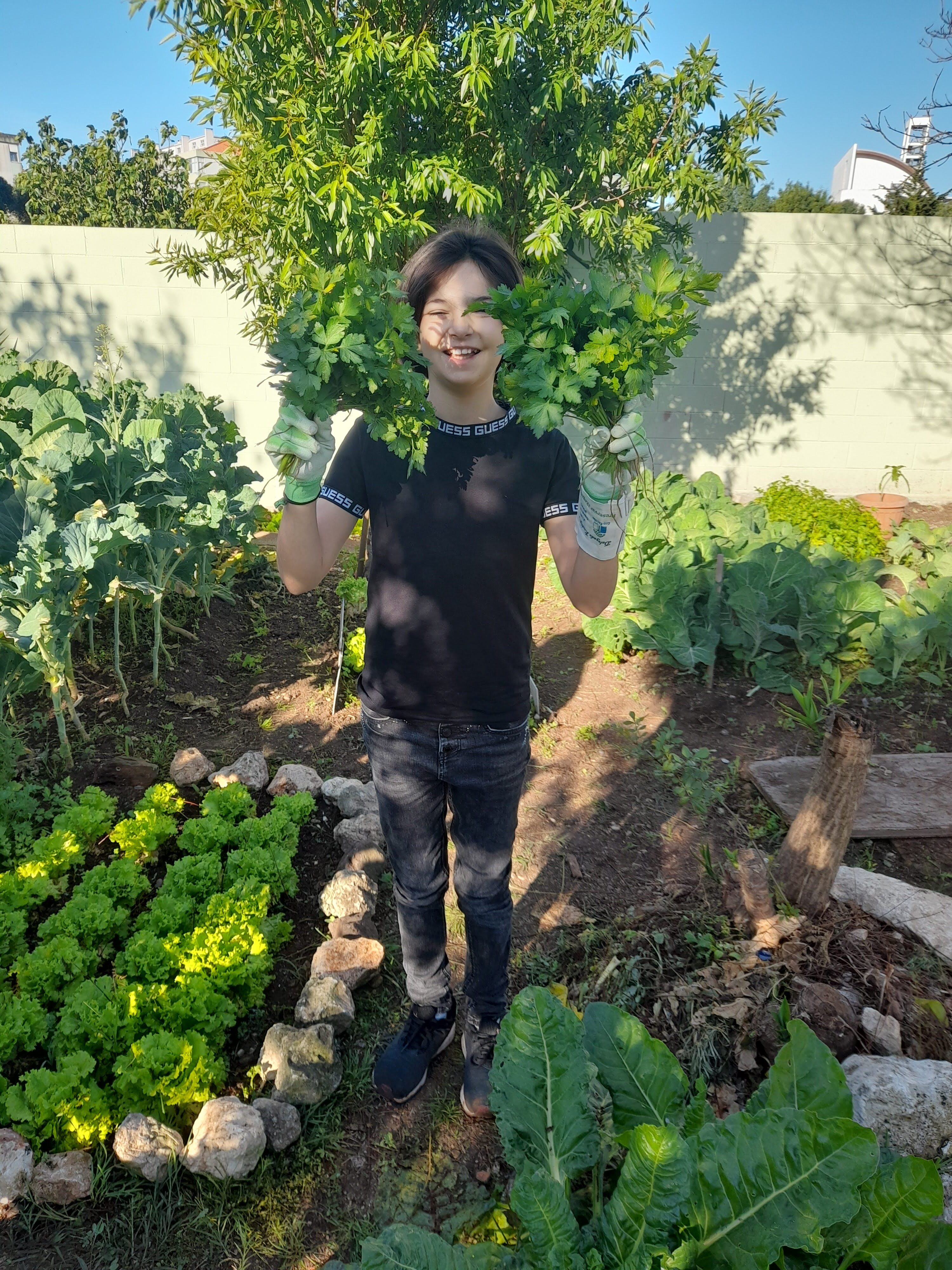 Colheita de produtos hortícolas para oferta à comunidade educativa