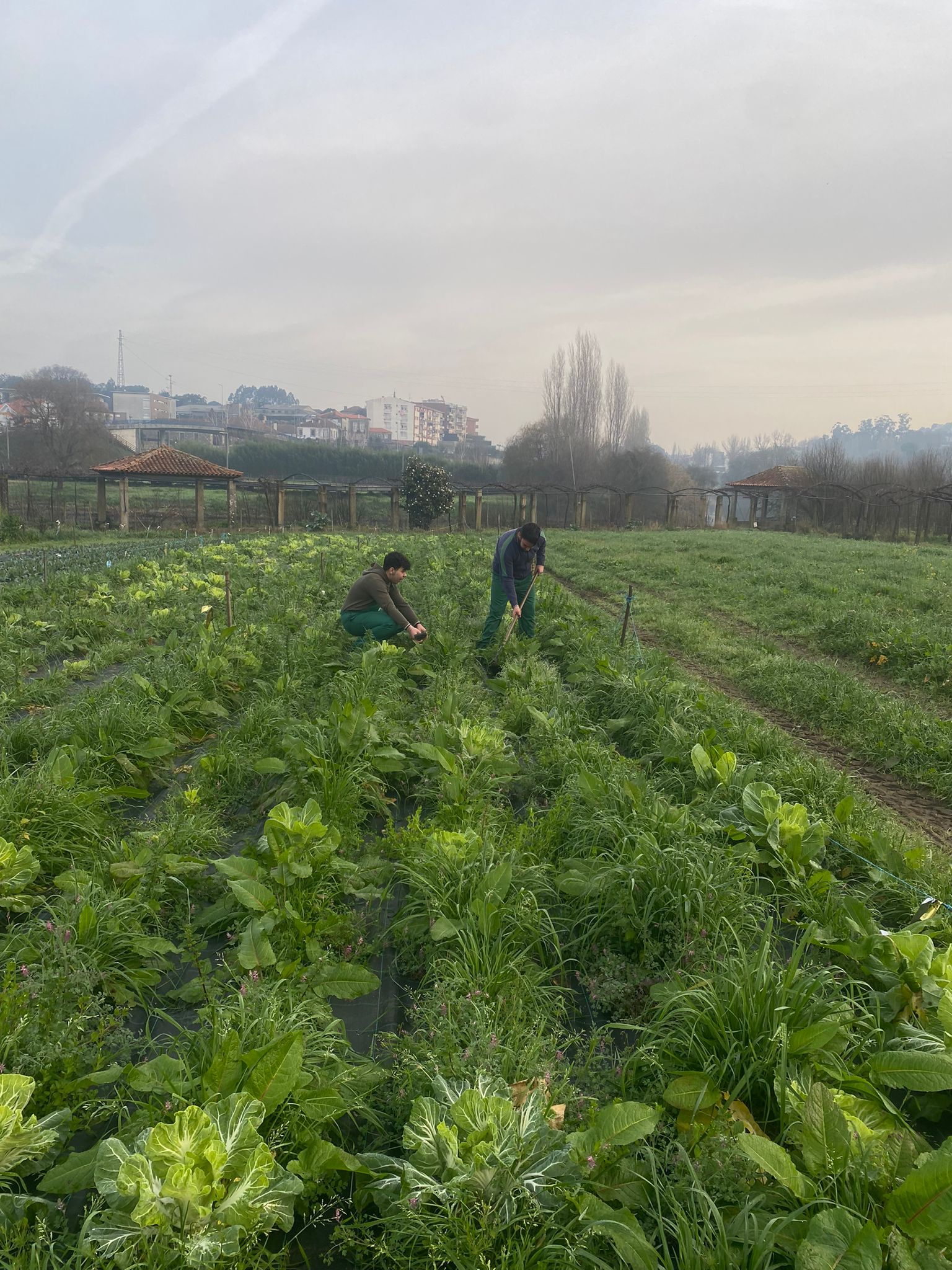 Colheita de hortícolas