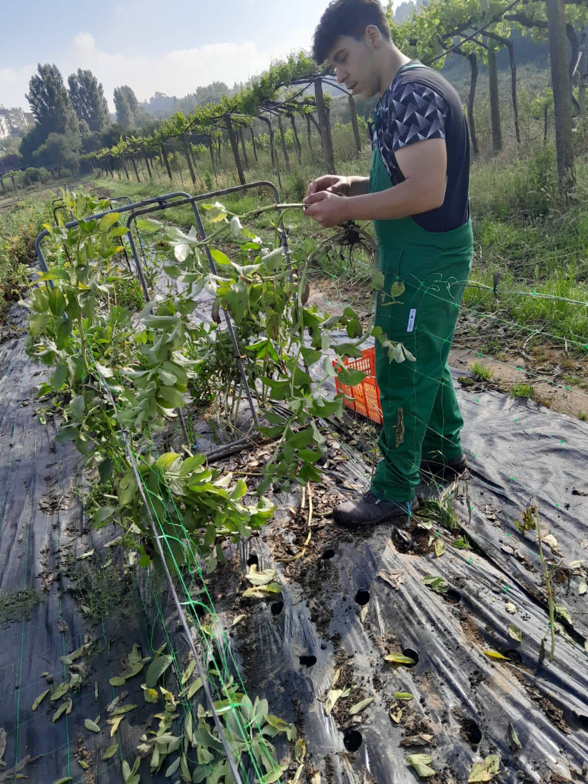 Limpeza da cultura de fava