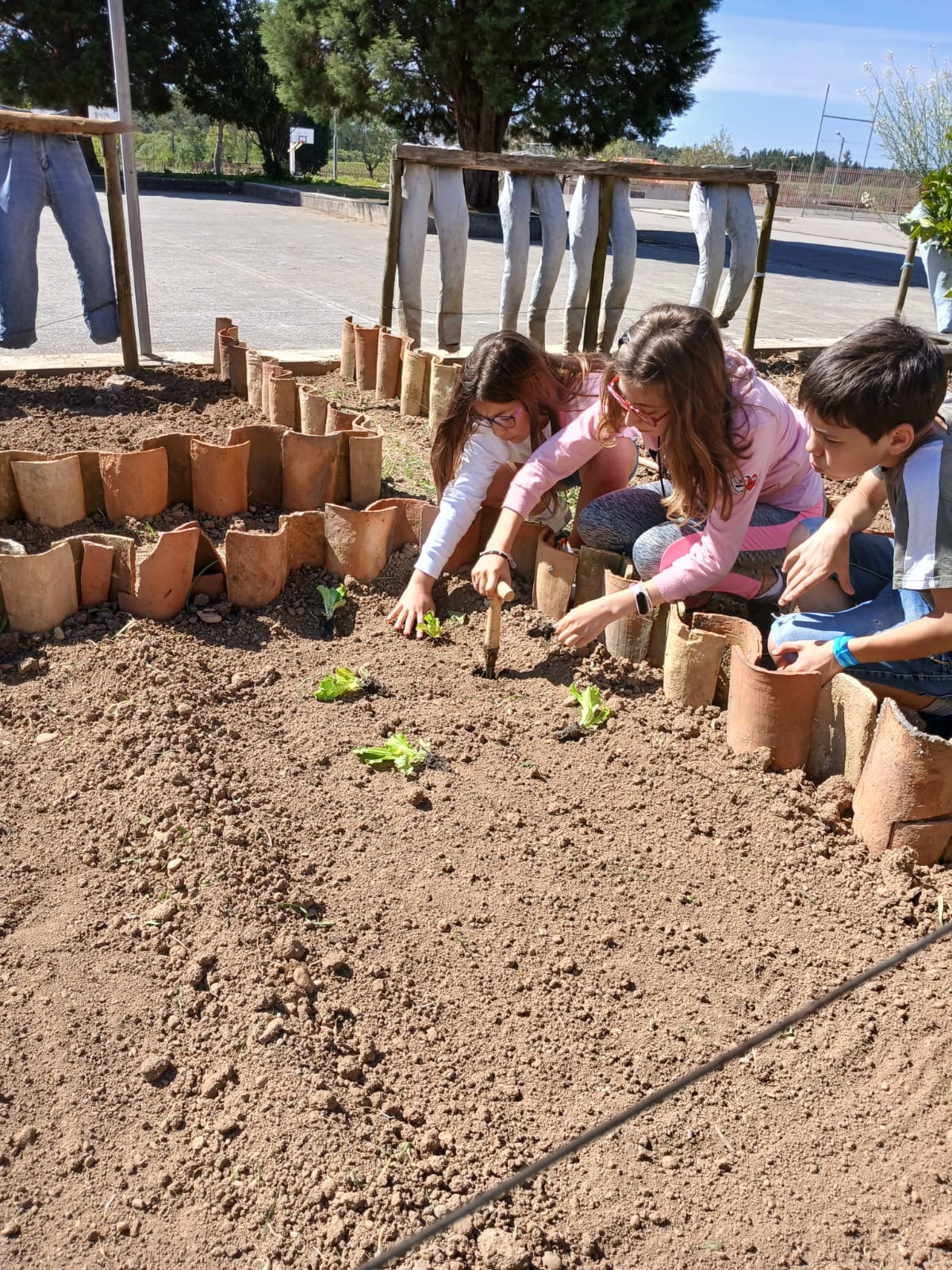Plantação das alfaces.