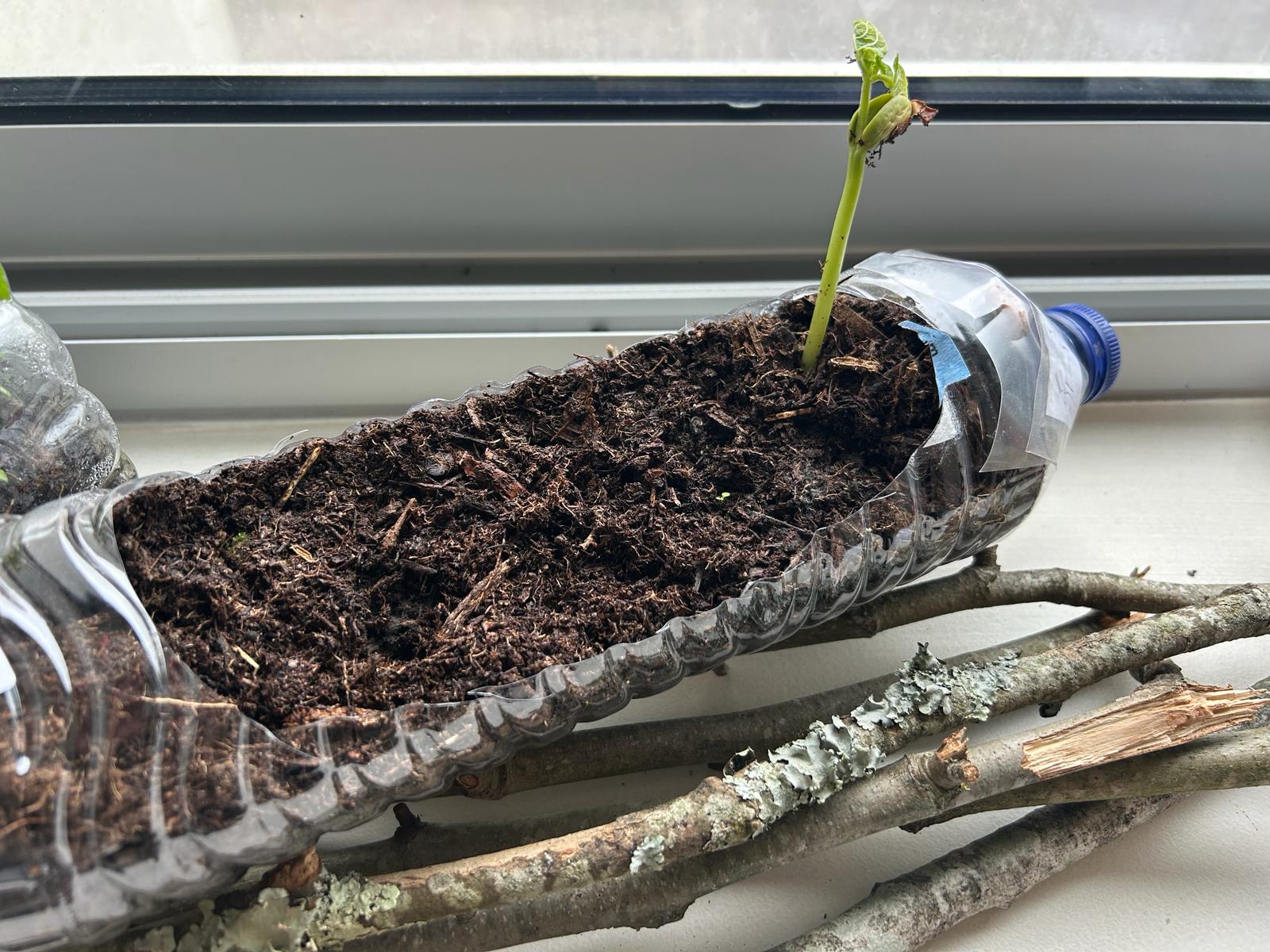 Germinação