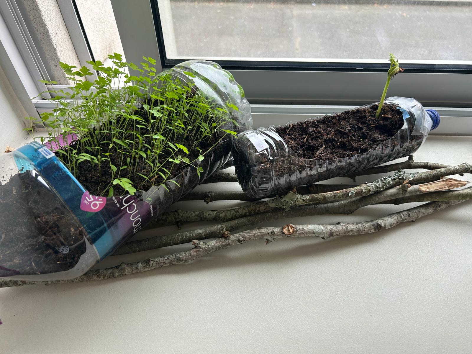 Germinação