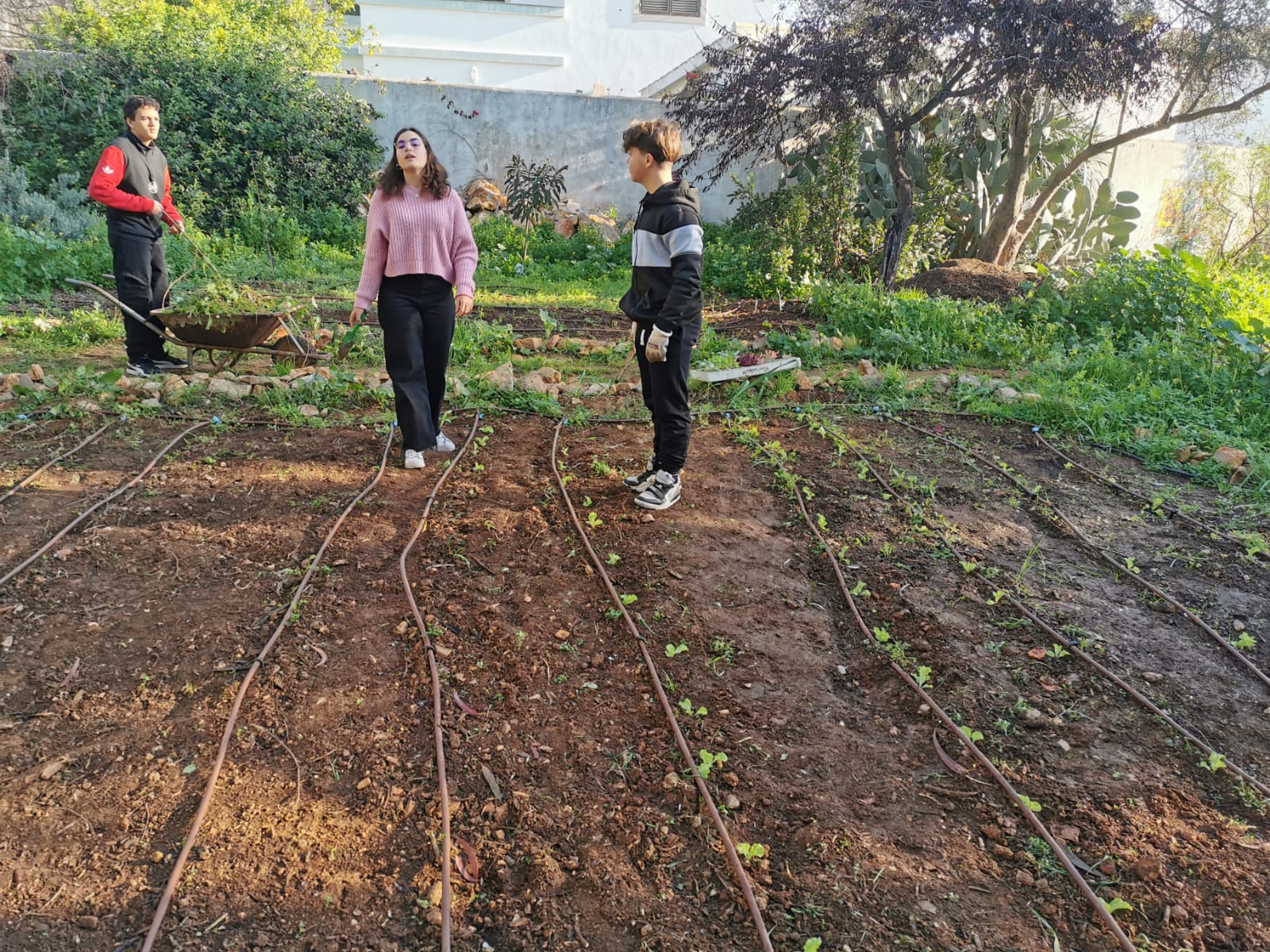 Plantação de alfaces e beterrabas