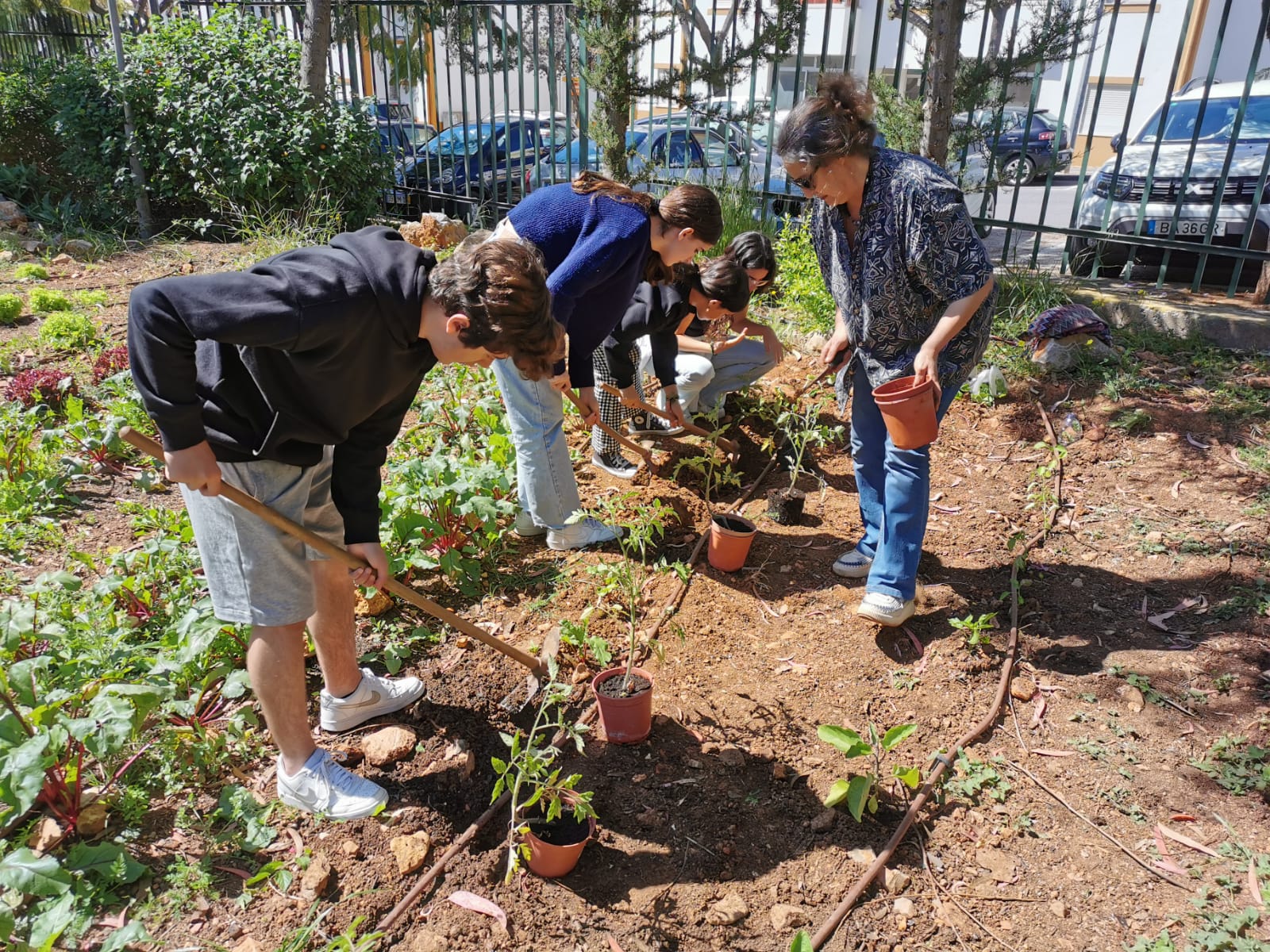 Plantação de tomates, pimentos e beringelas