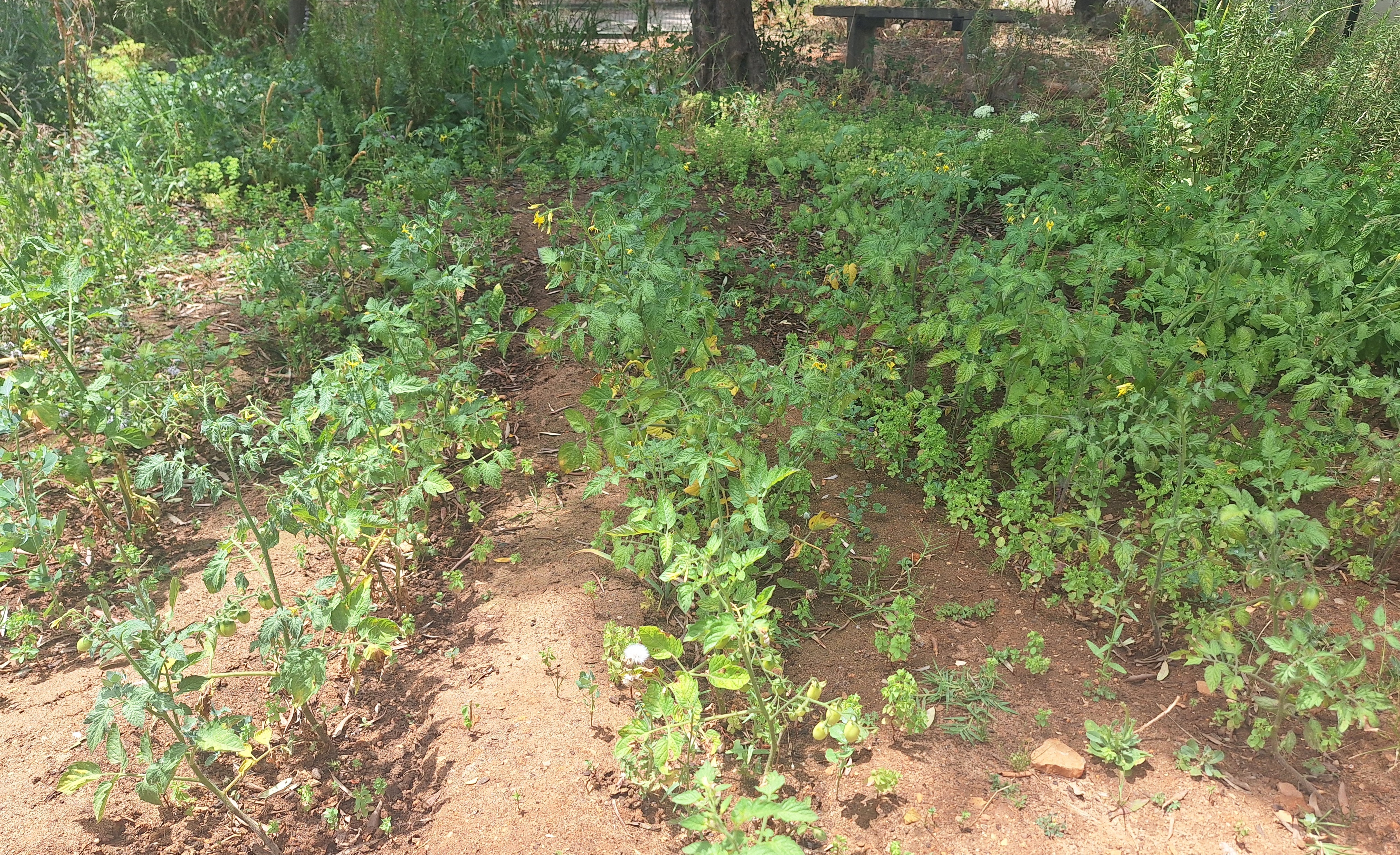 Canteiro de tomate cherry, ainda em desenvolvimento, em flor.