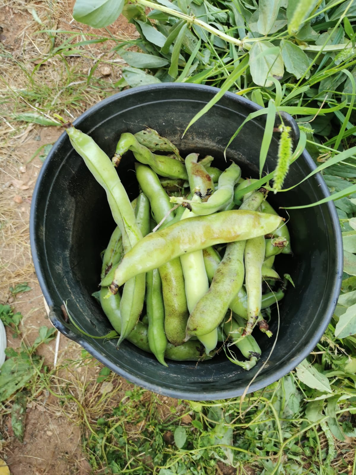 Colheita de favas