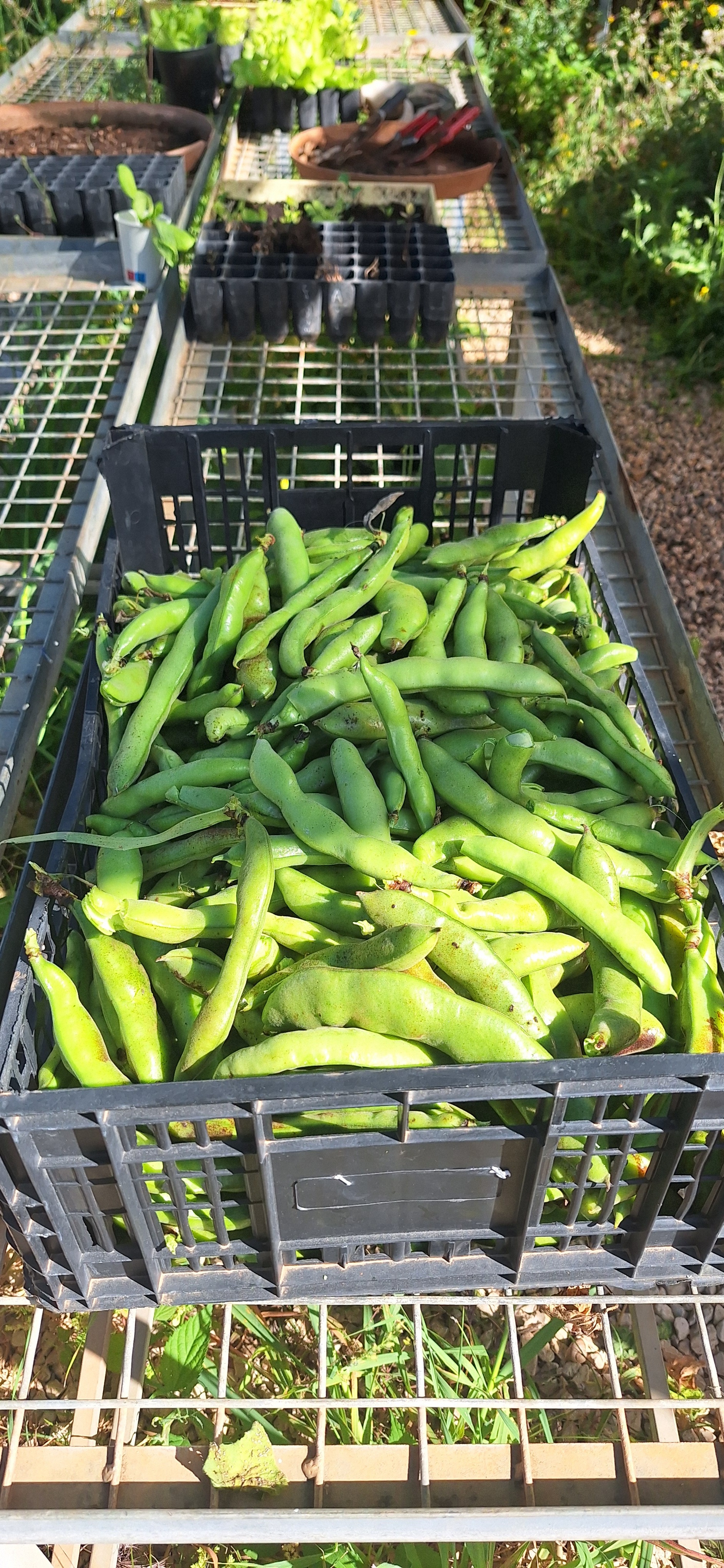 Colheita de favas