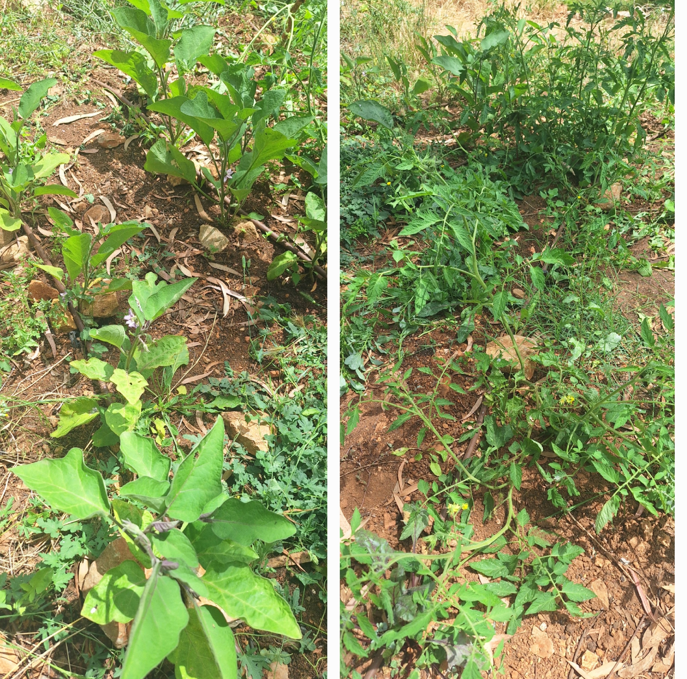 Canteiro de tomate e beringela, ainda em fase inicial de crescimento.