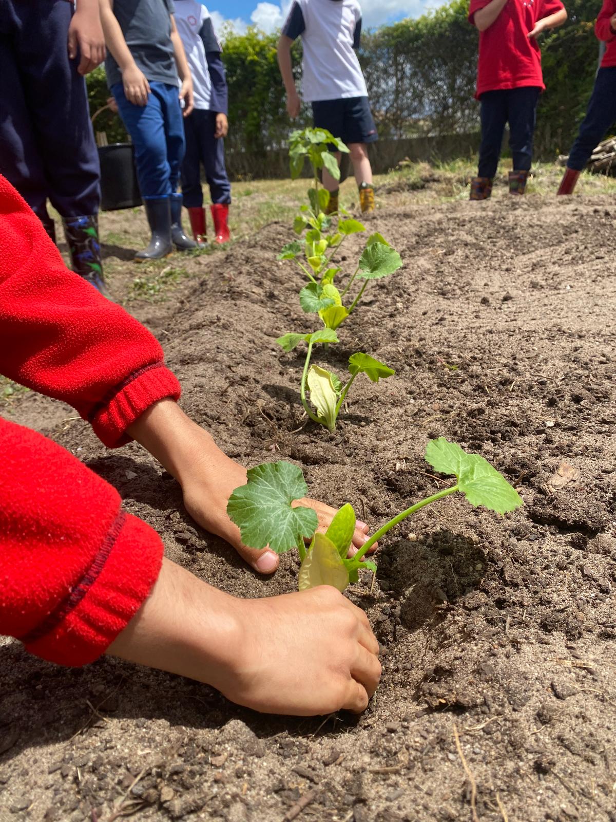 Plantação de curgetes