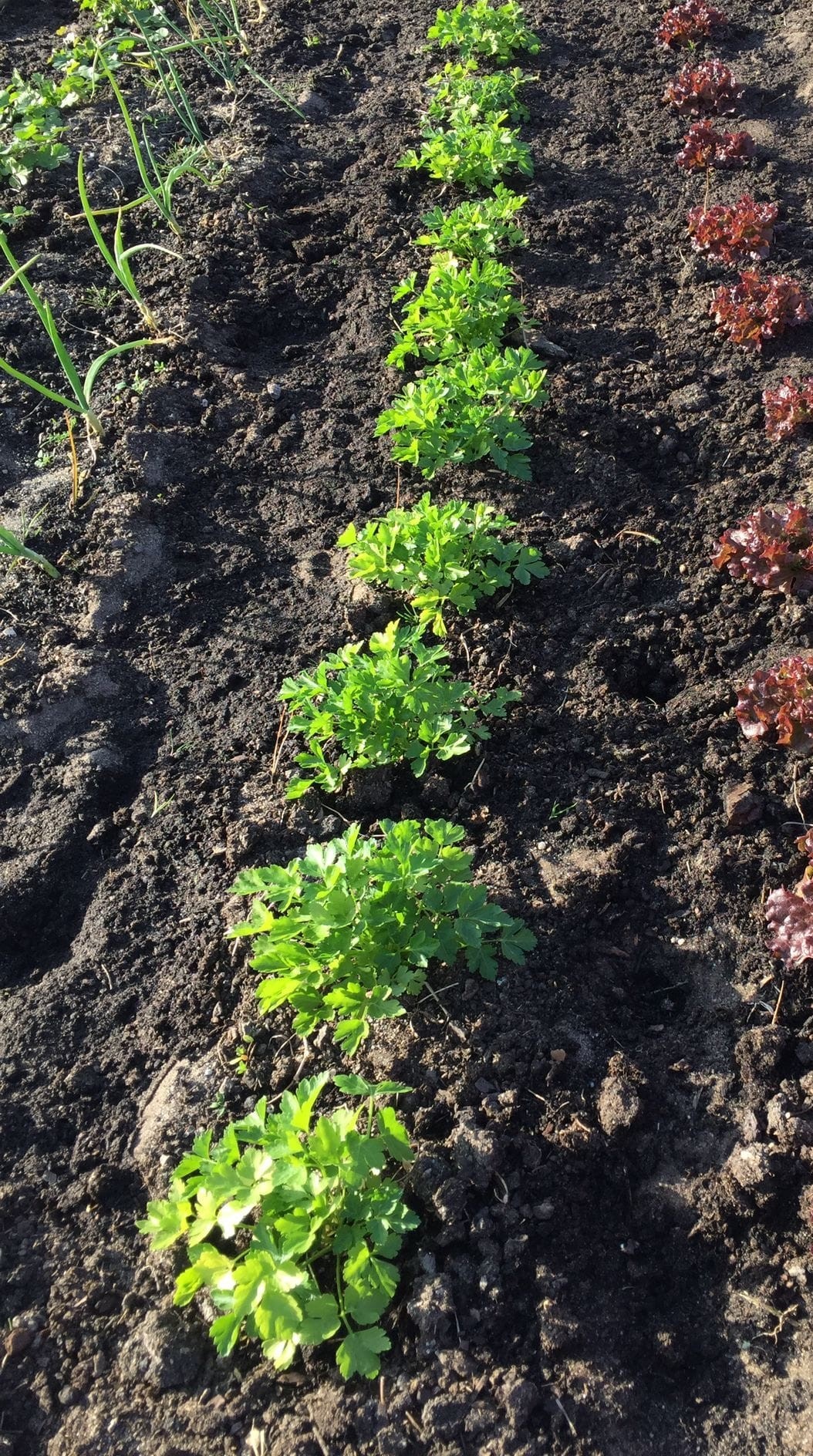 Plantas aromáticas em crescimento