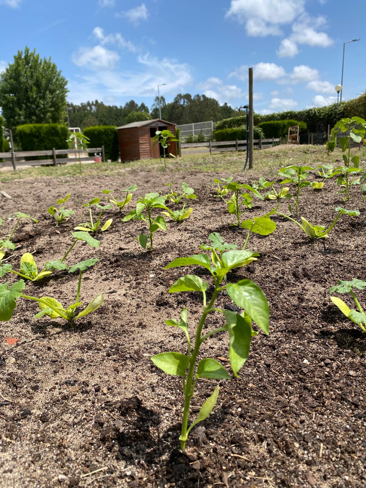 Plantação de pimenteiros
