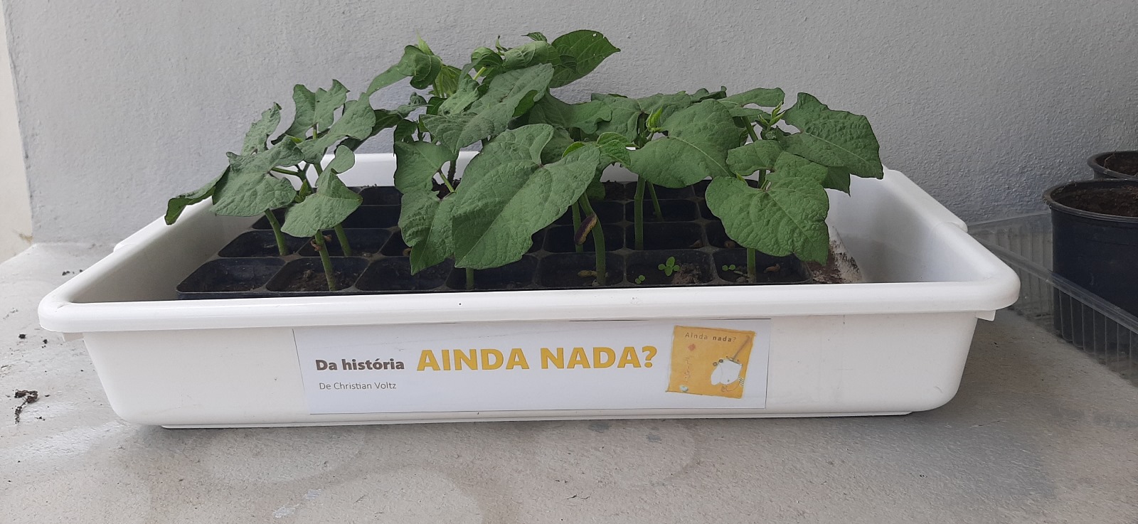Horta com feijões