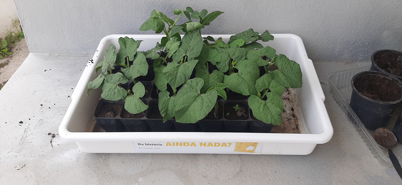 Horta com feijões