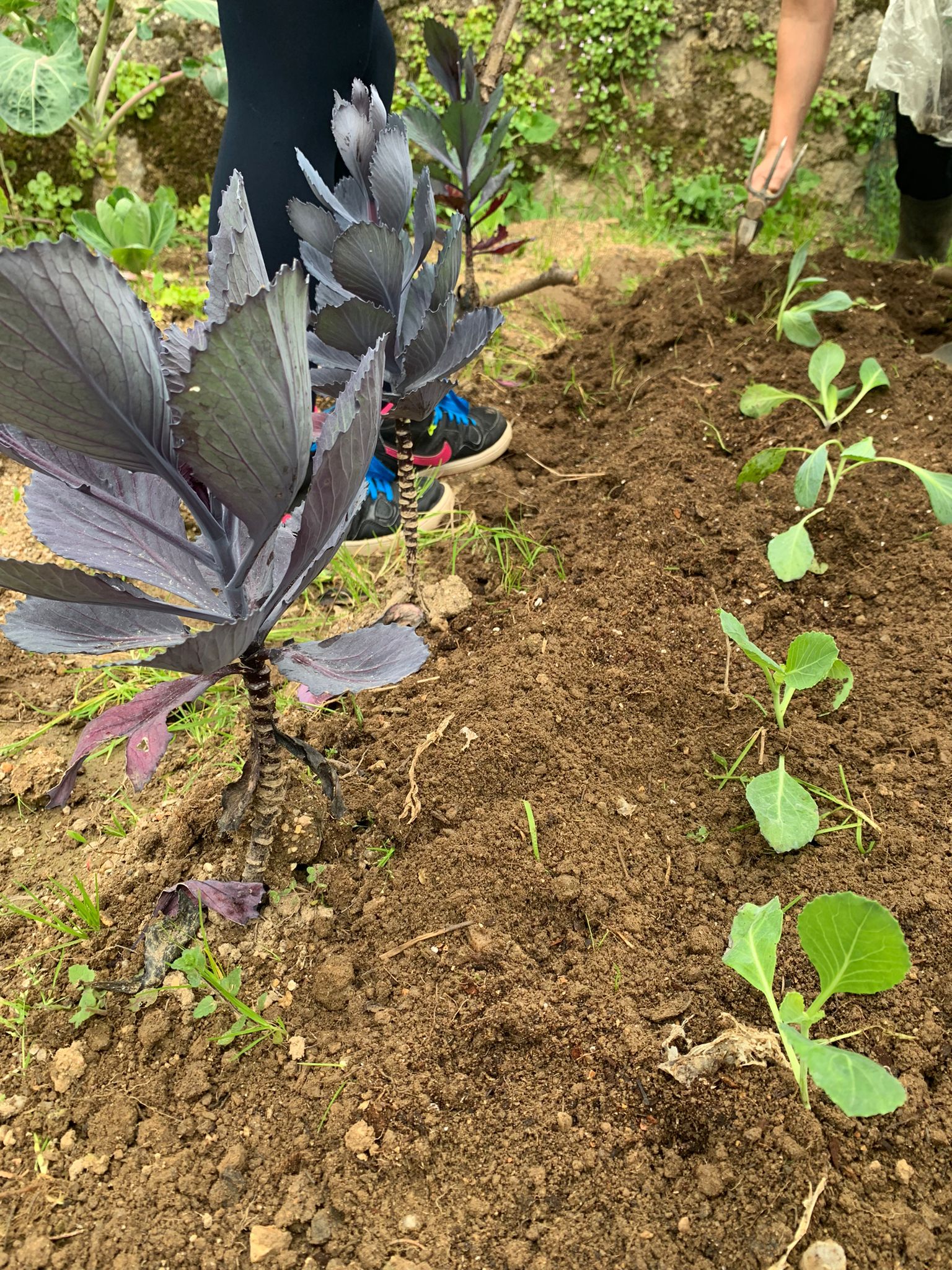 Novas plantações.