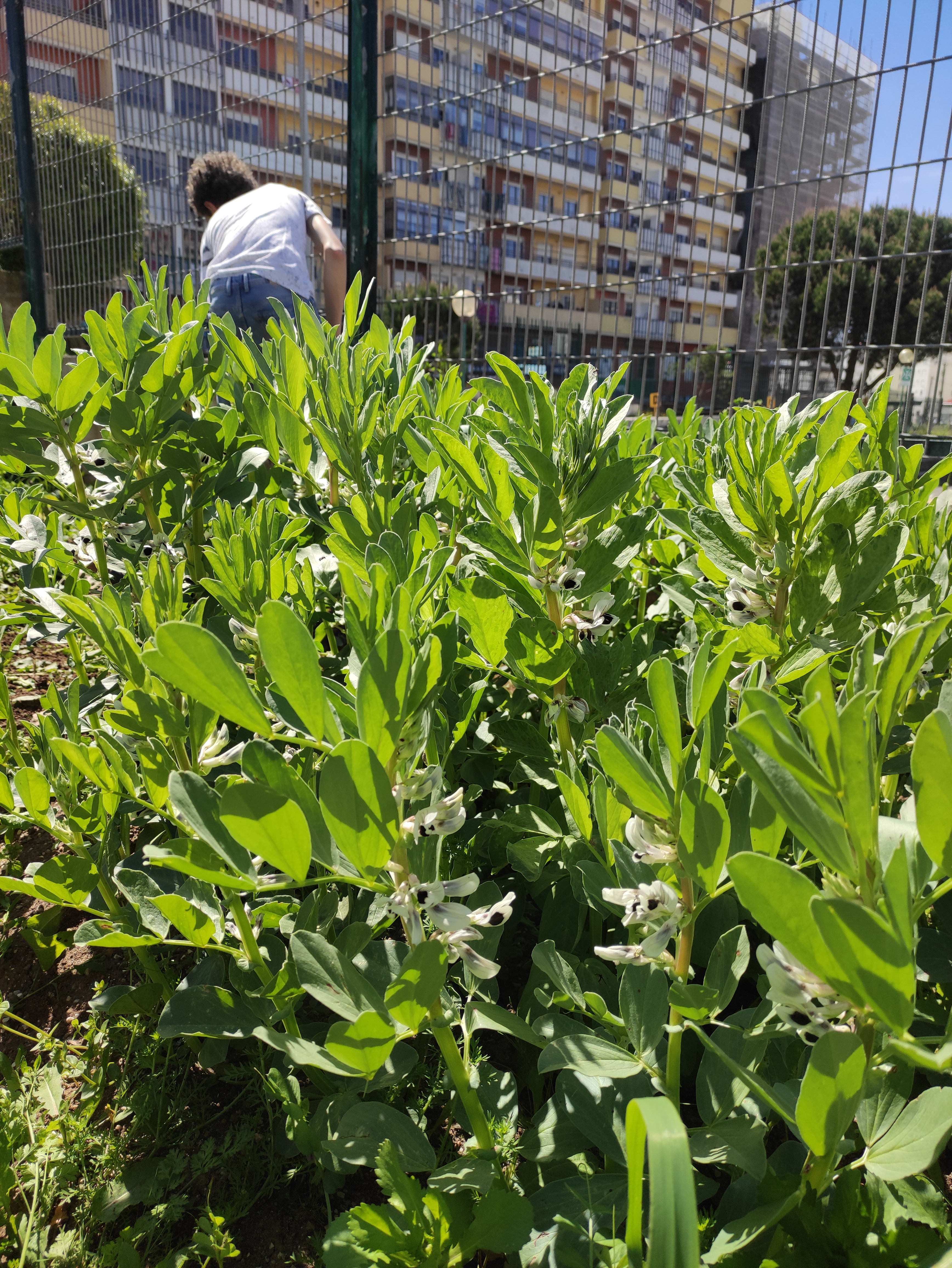 Favas já em flor