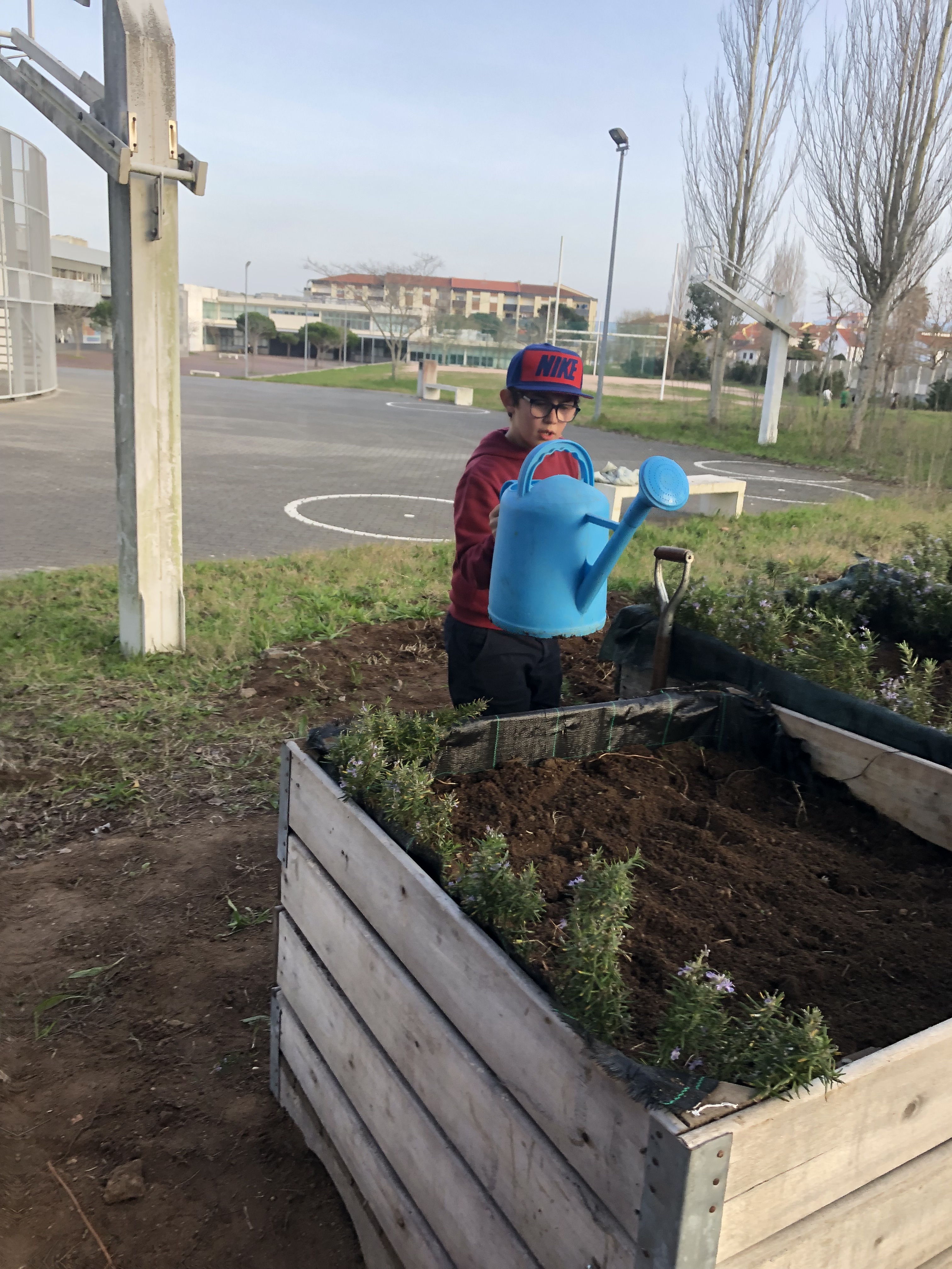 Colocação das primeiras plantas.