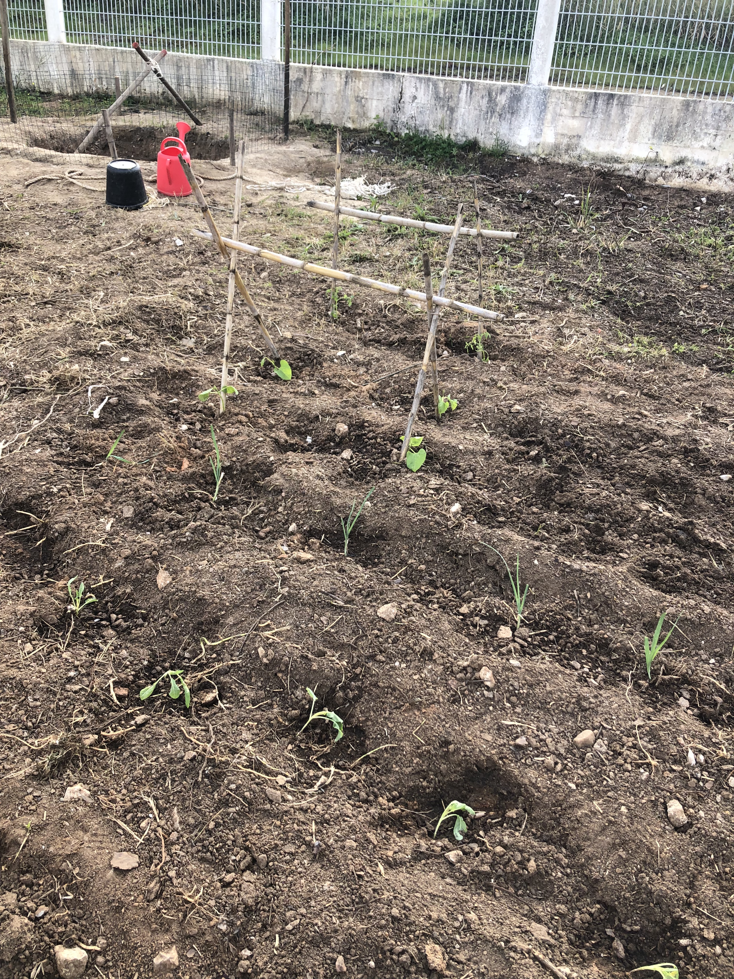 Sementeiras e plantações