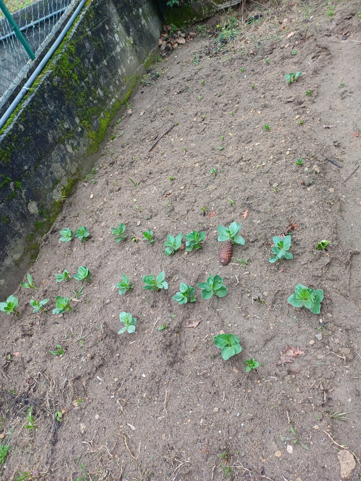 Favas nascidas