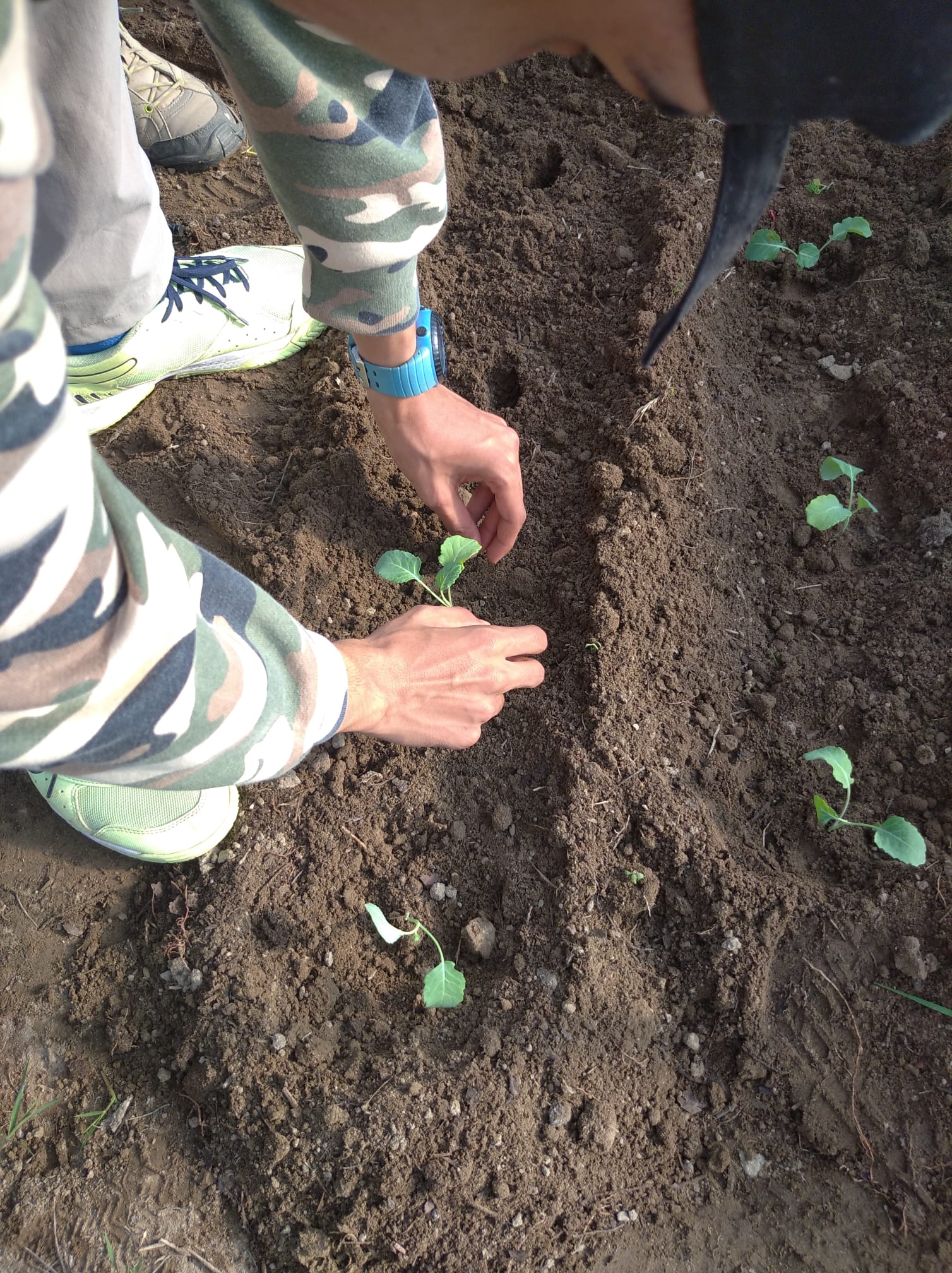 Plantação de hortícolas