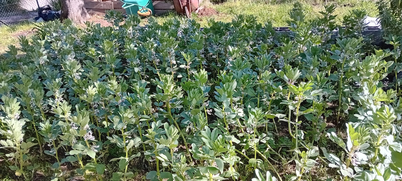 Favas no terreno