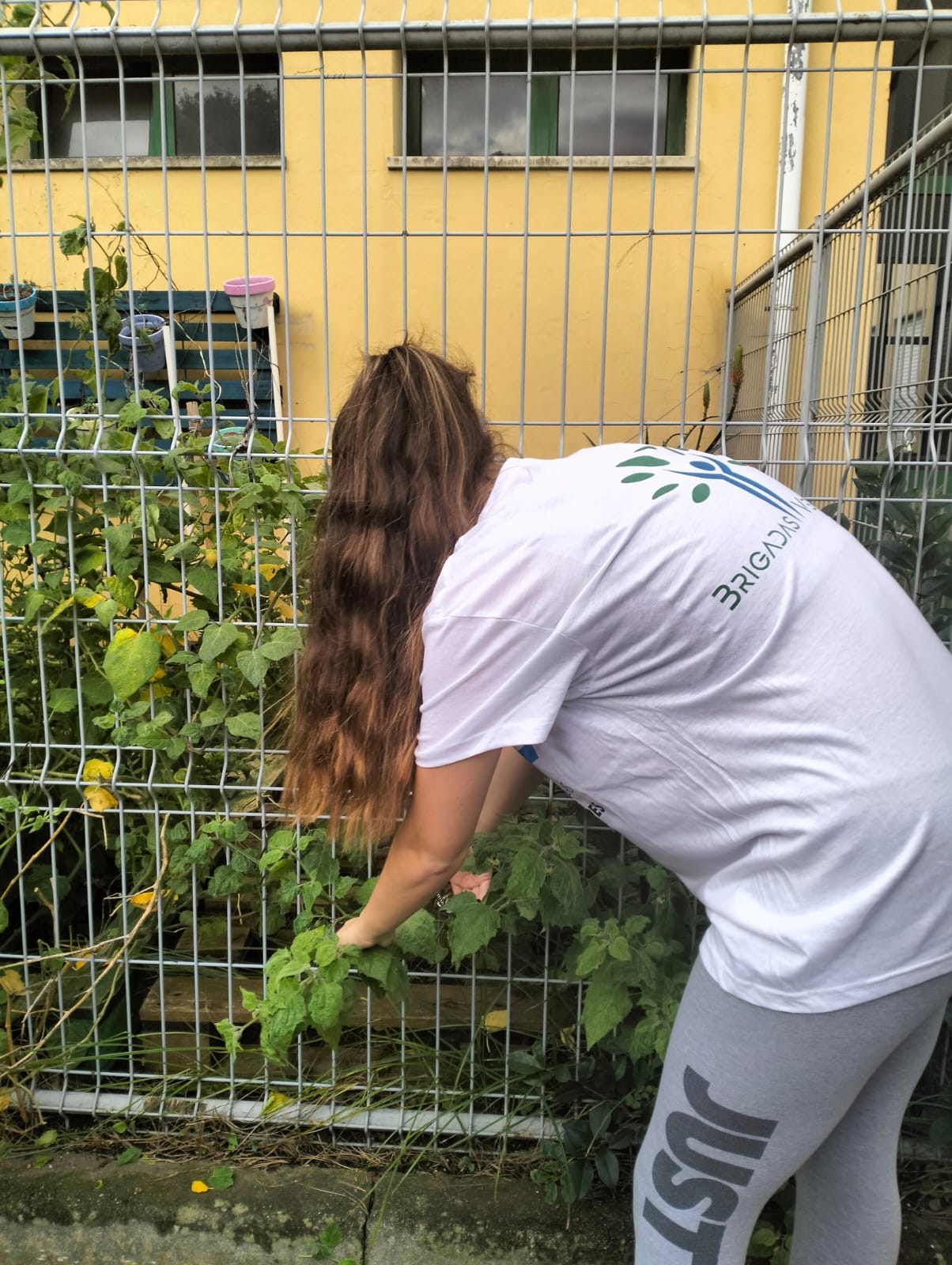 Poda da planta Physalis