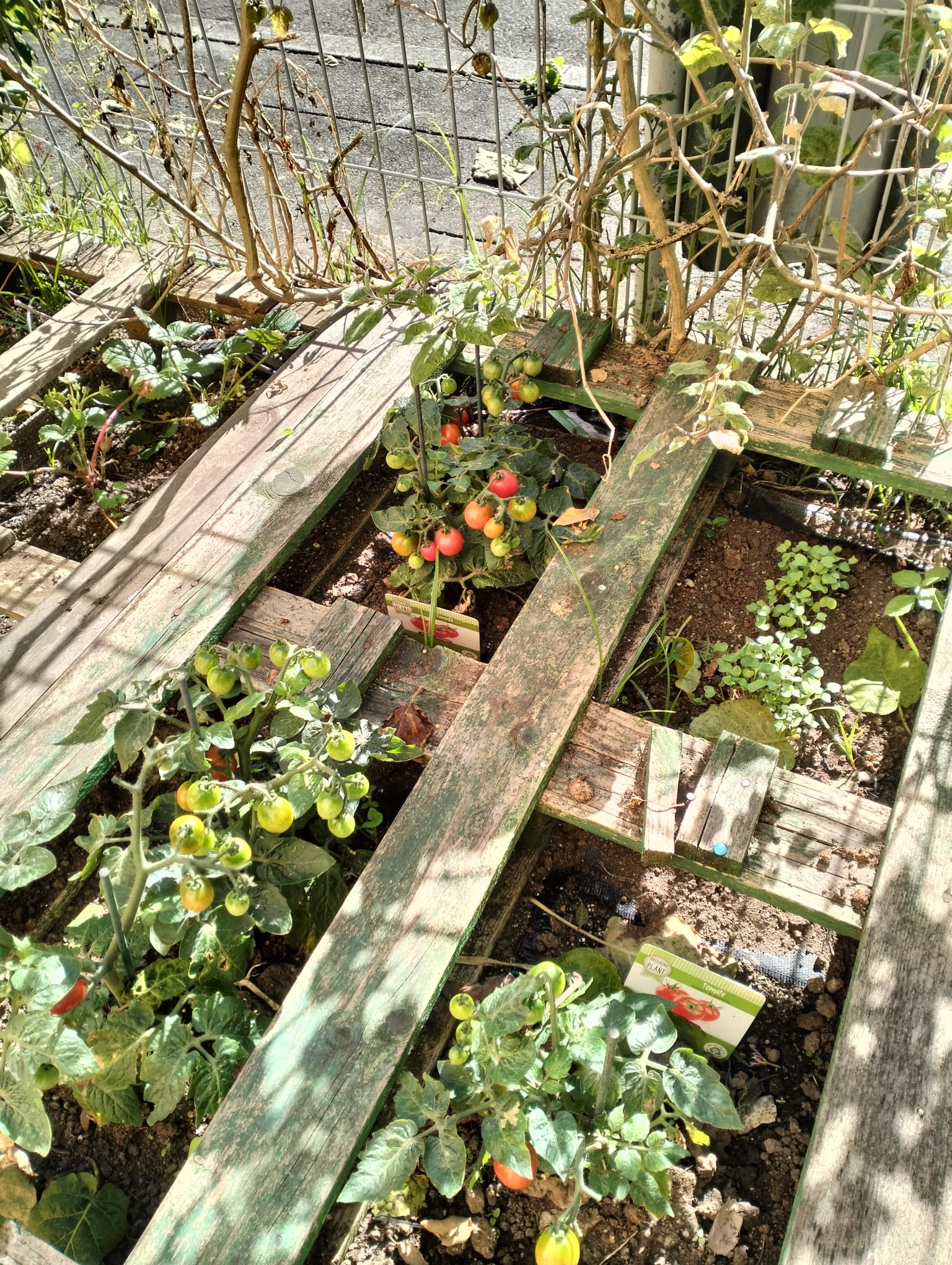 Resultado de algumas das plantações