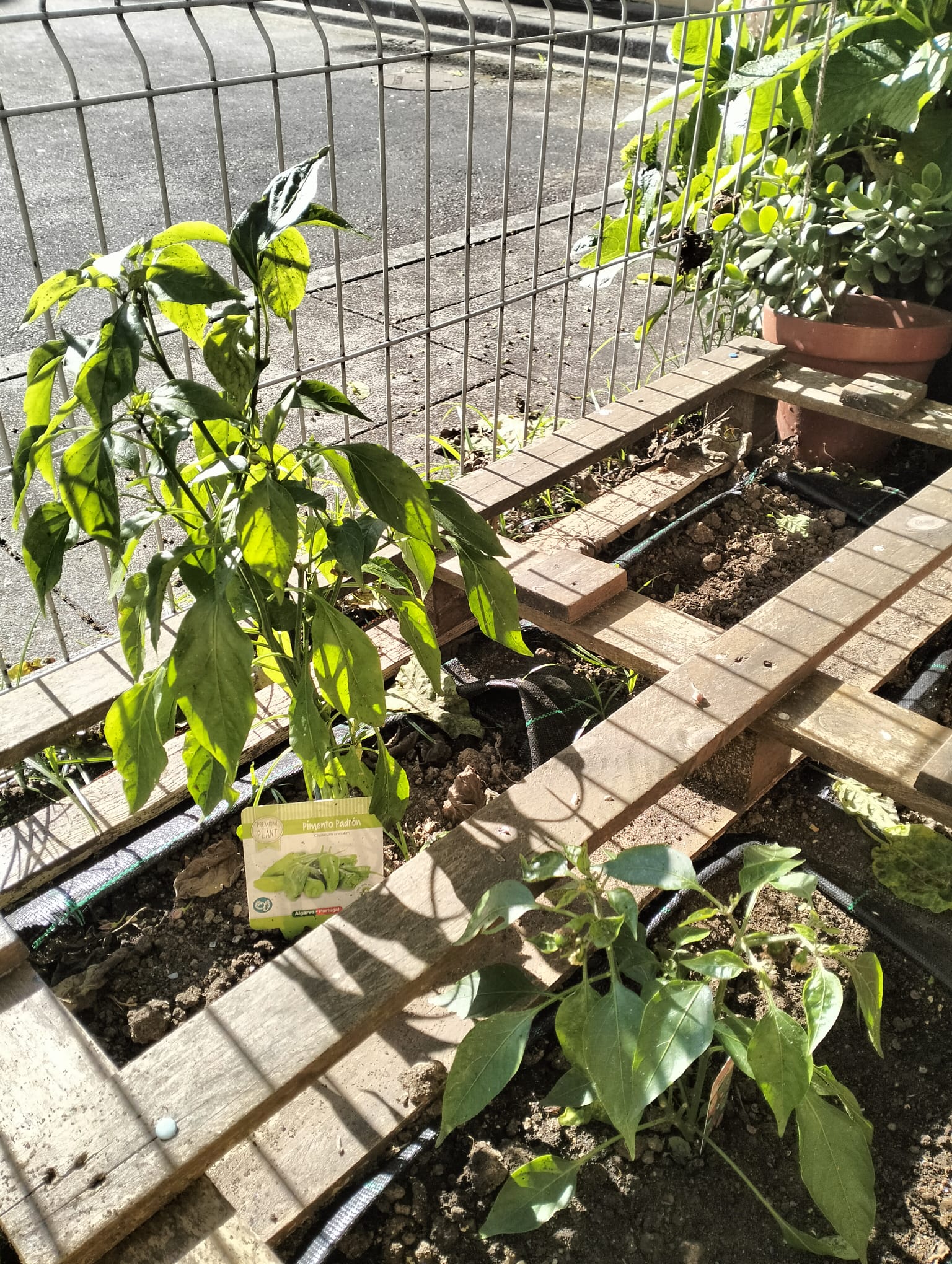 Resultado de algumas das plantações