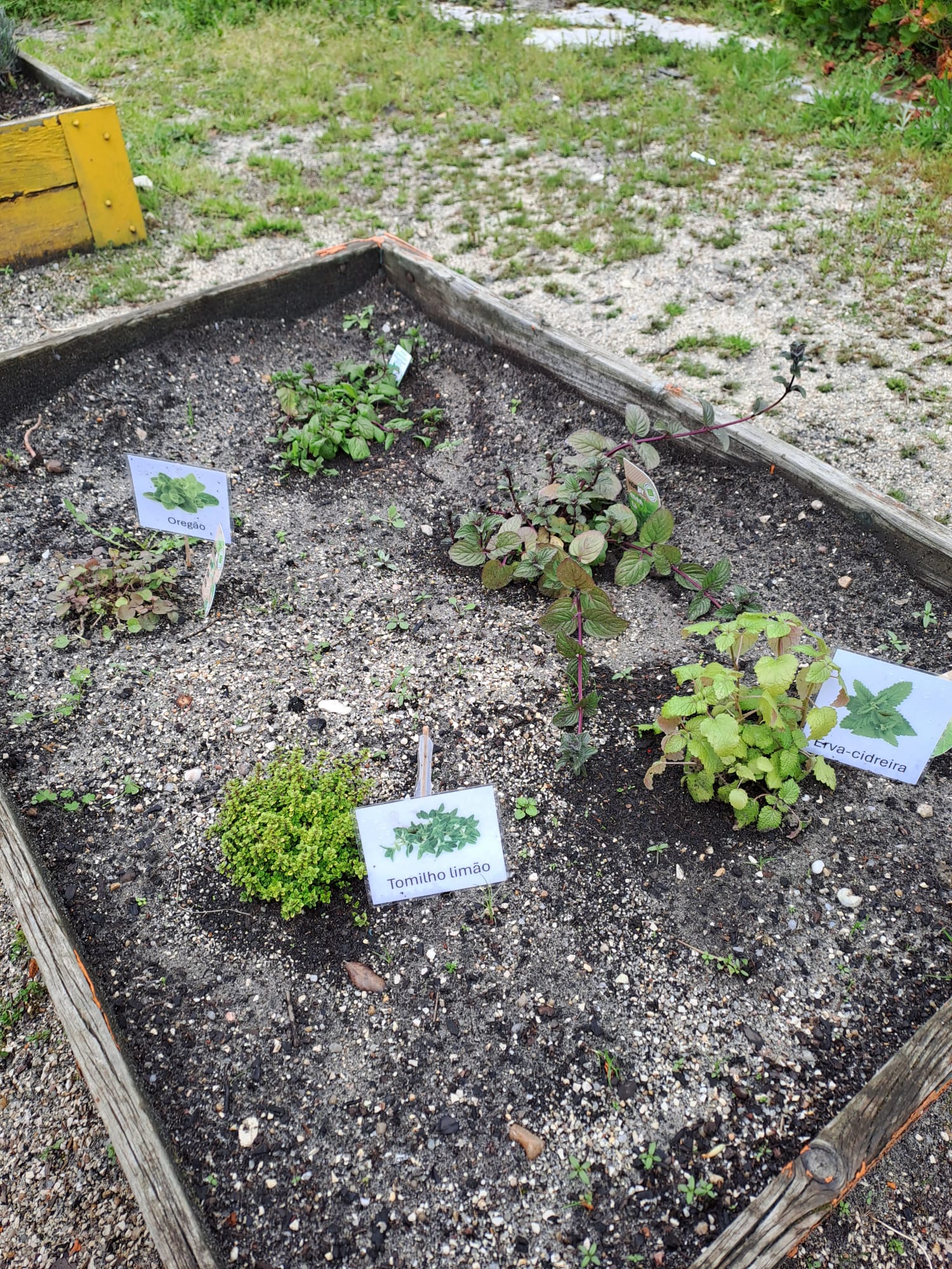 detalhes dos canteiros com plantas