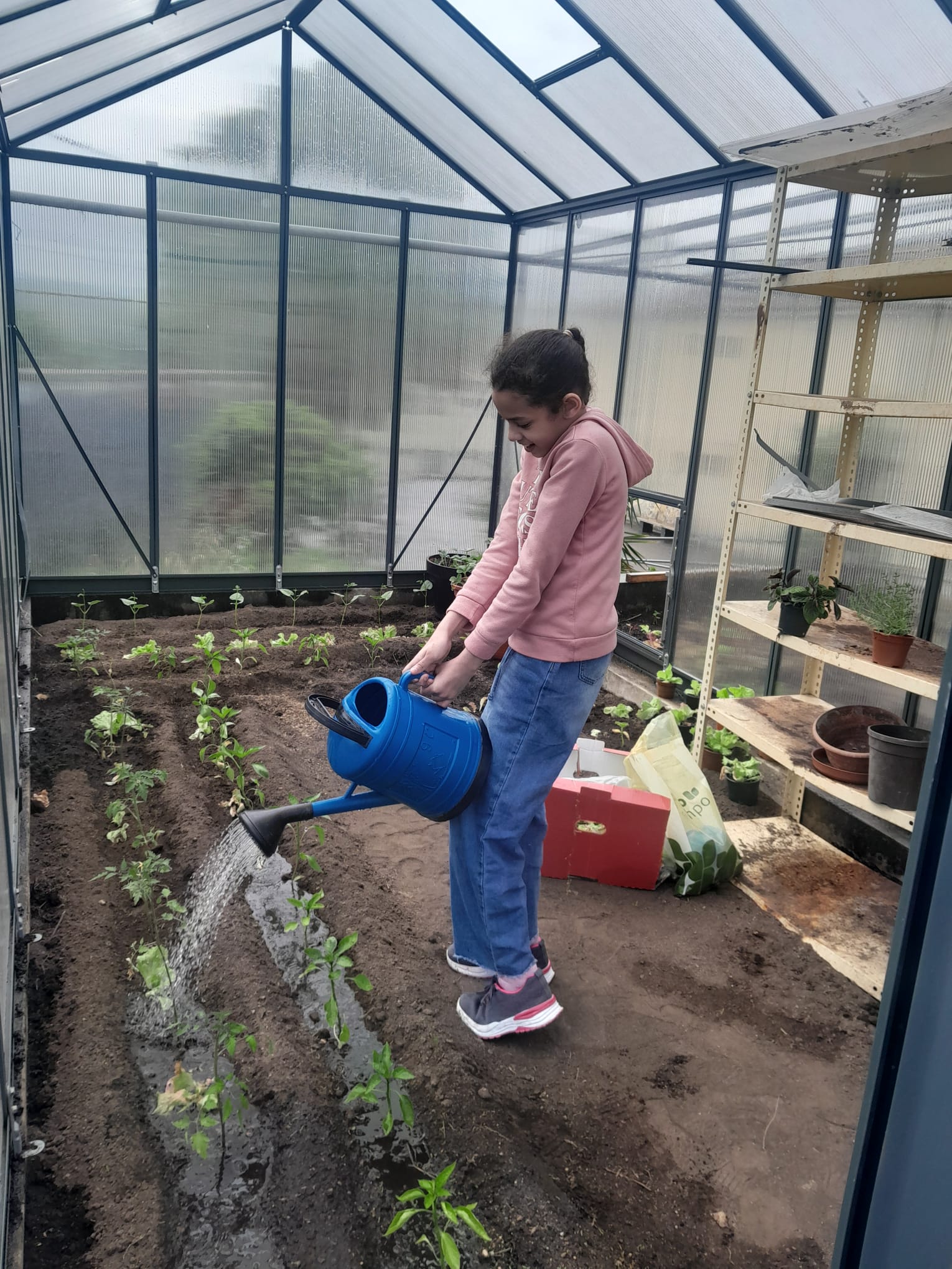Rega dos pimentos.