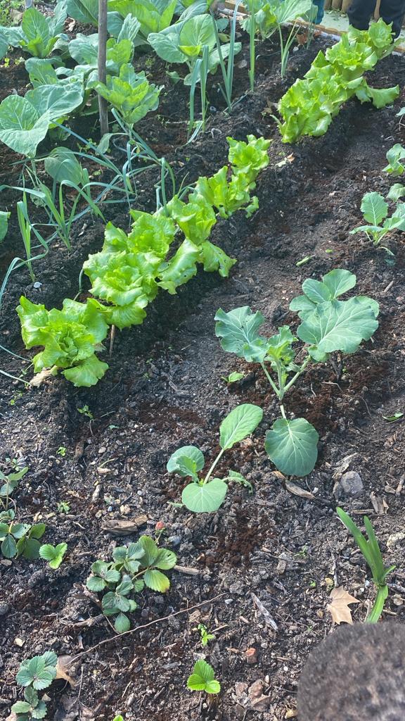 Horta em crescimento...