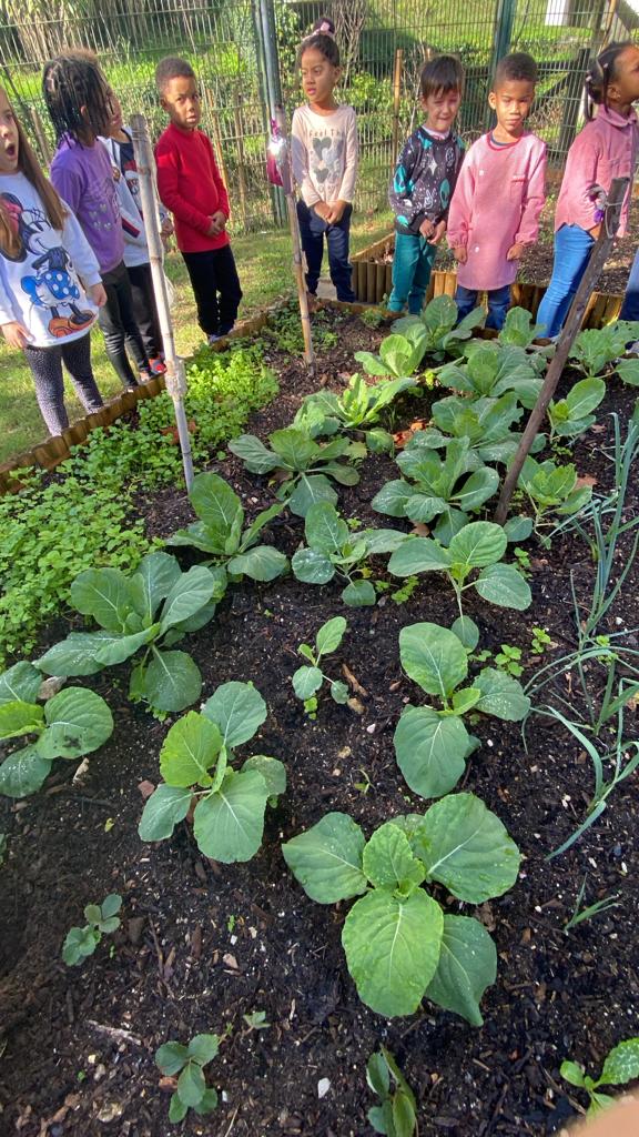 Aula prática junto à horta: legumes e hortícolas, constituição das plantas.