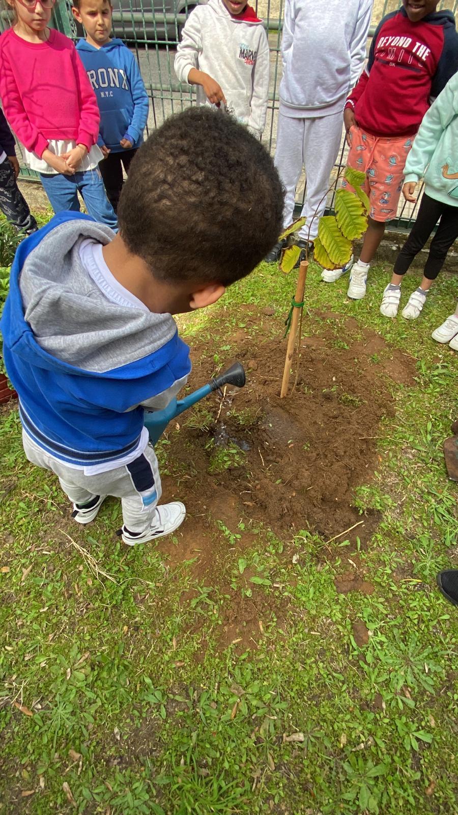 Plantação de uma árvore de fruto e rega.