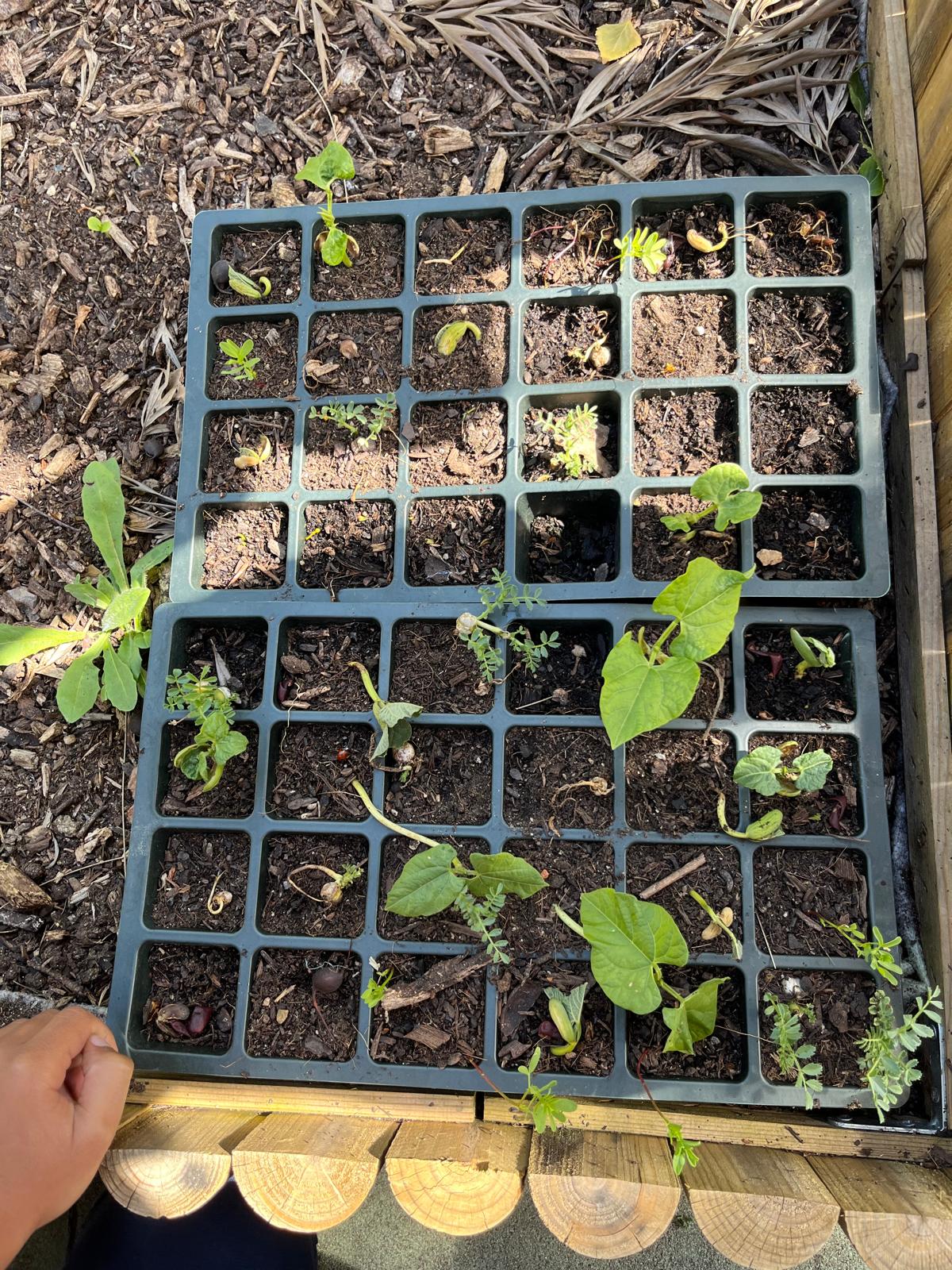 Berçário de novas plantas preparado pelos alunos.
