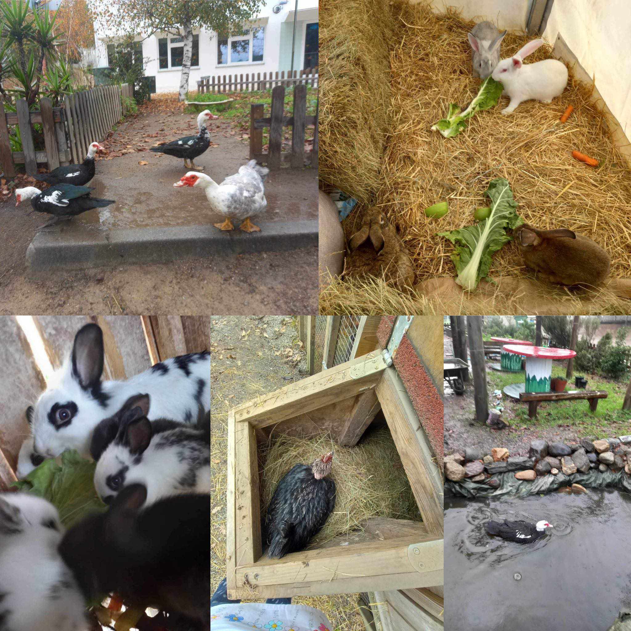 Animais de criação