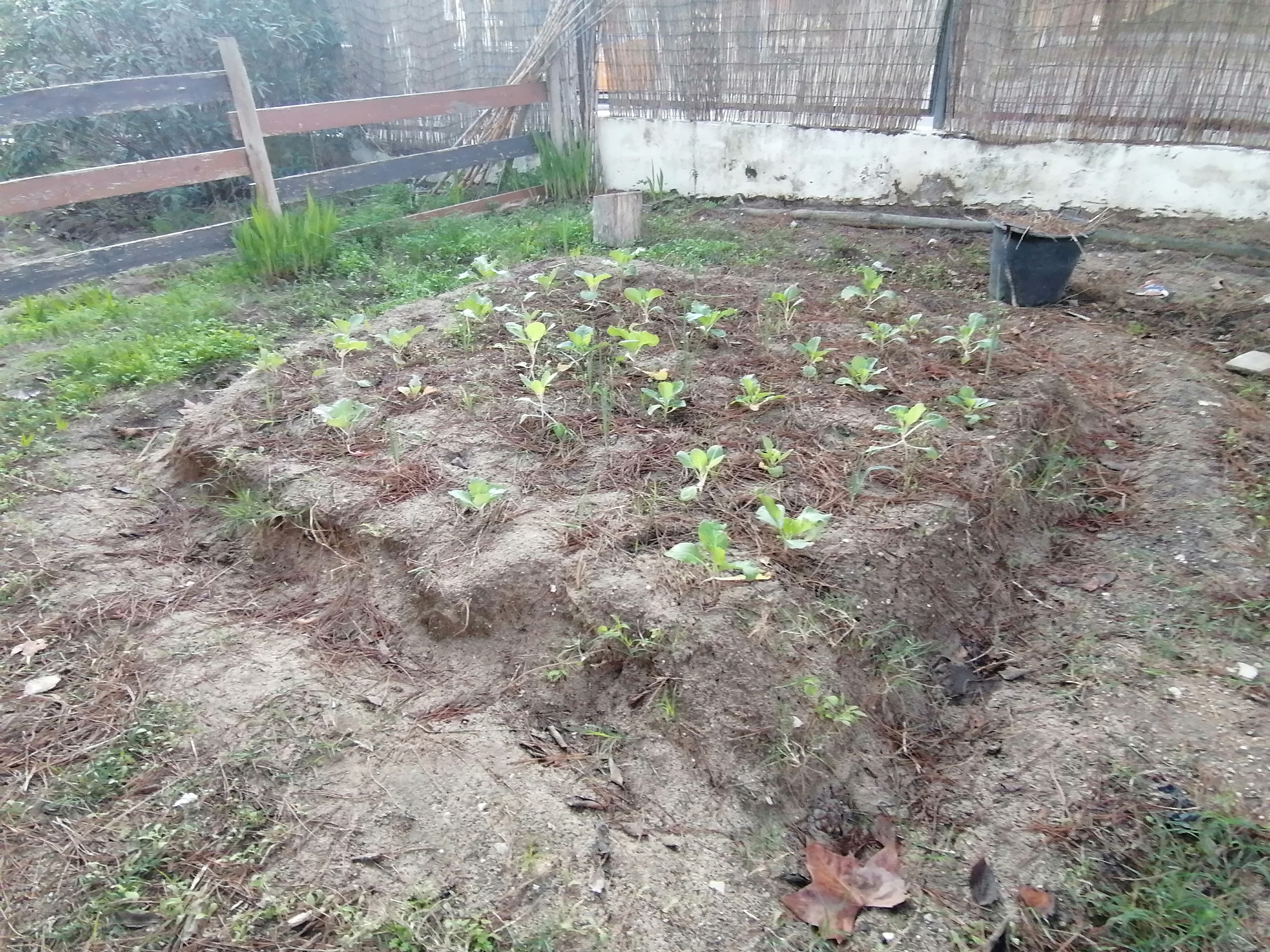 Plantação