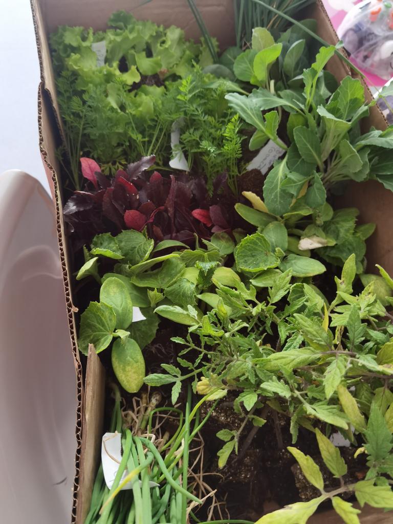 Beterraba, alface, tomate, pepino, cebolinho, couve e cenoura para plantar