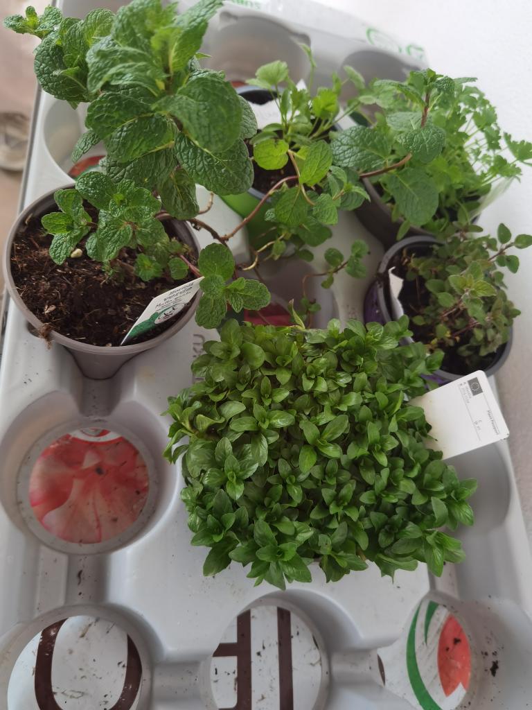 Plantas aromáticas: poejo, salsa, coentros, tomilho limão, oregãos.