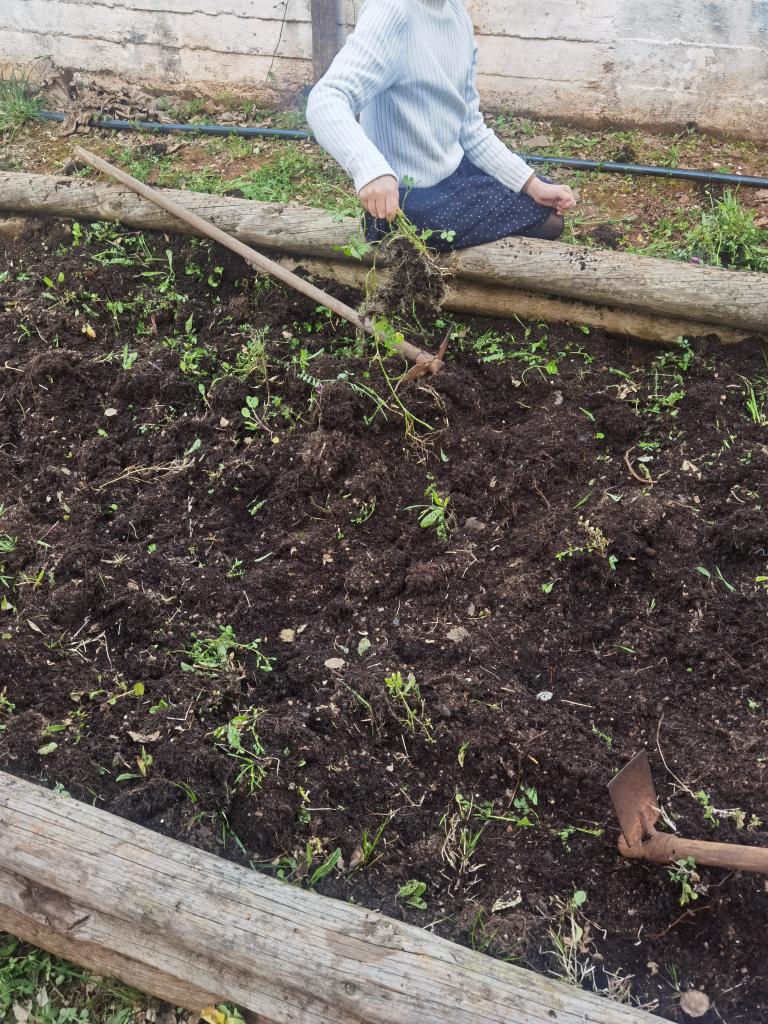 Plantação