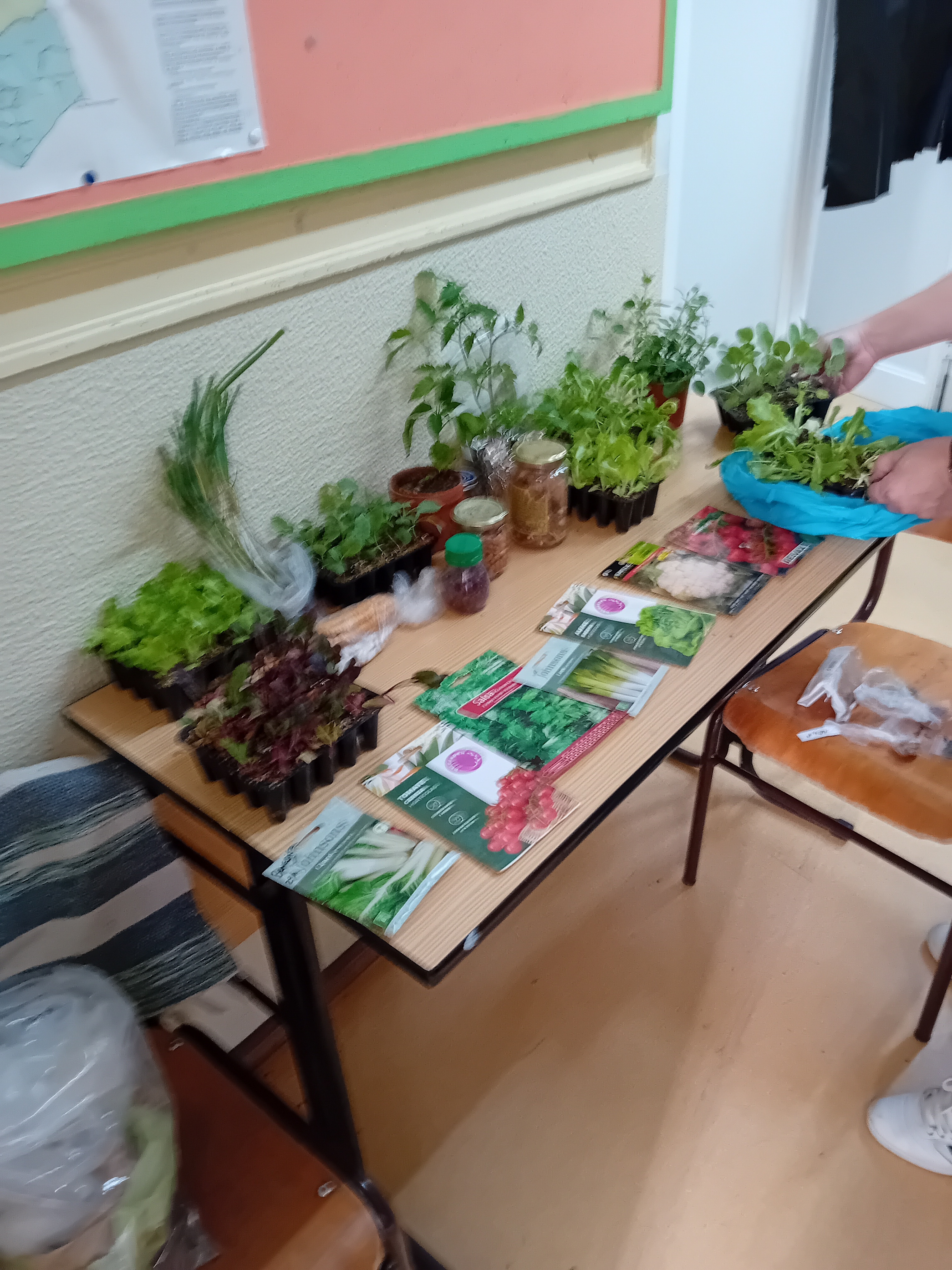 Recolha de sementes/plantas para a horta.