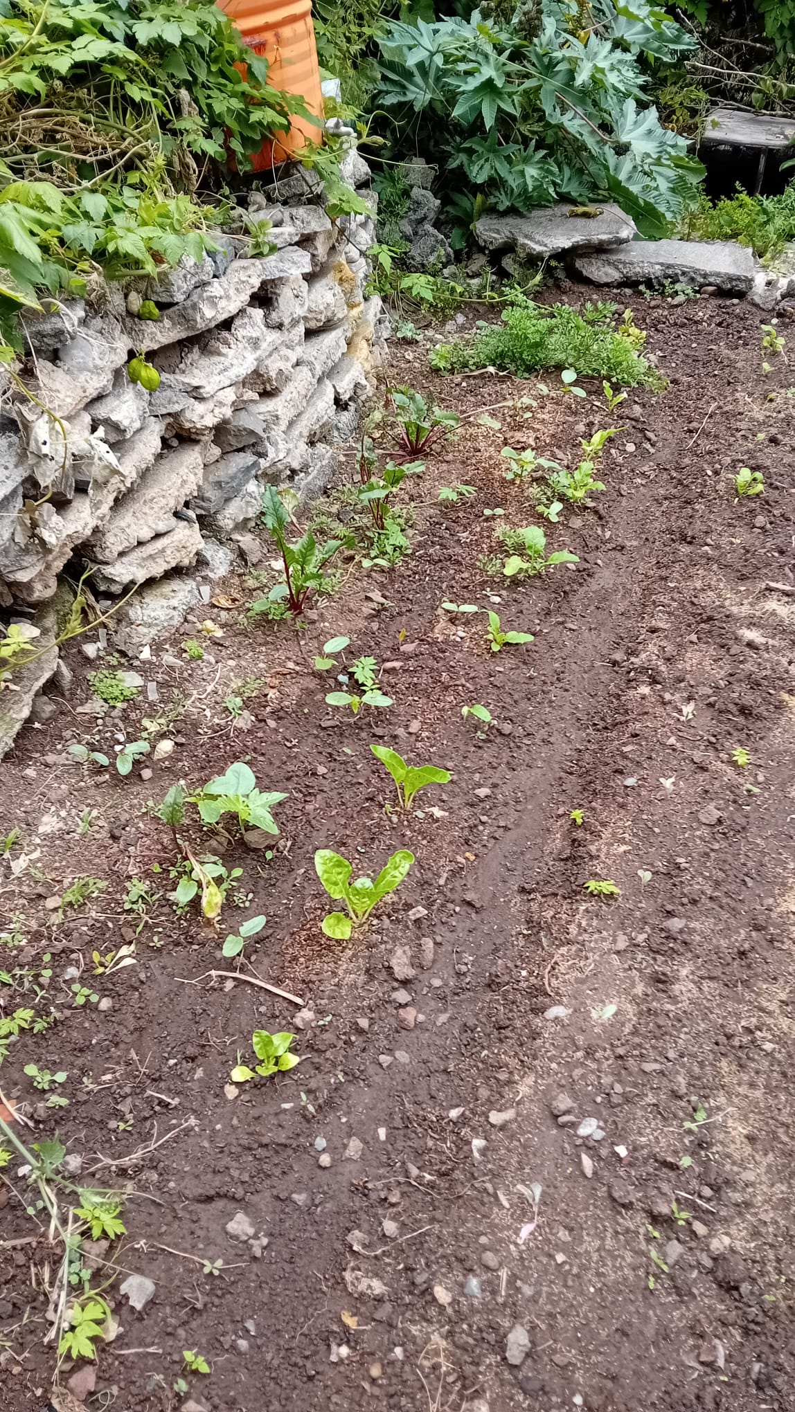 Já começamos com novas plantações... beterraba